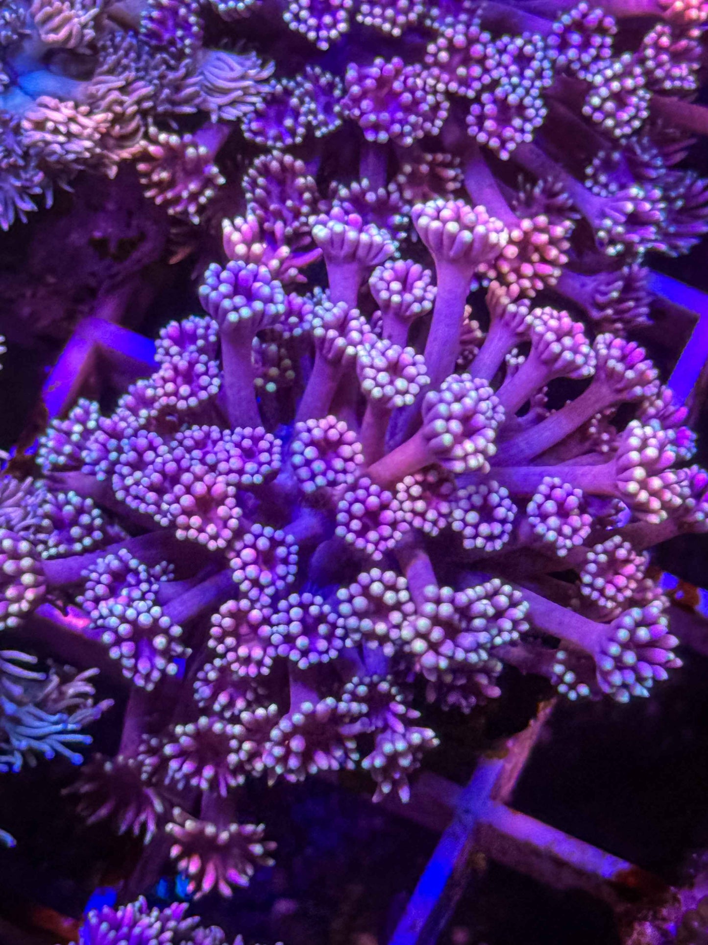 Goniopora