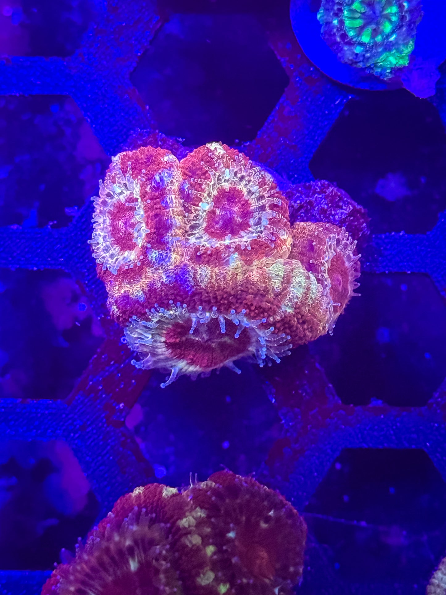 Malaysian Acan Lord