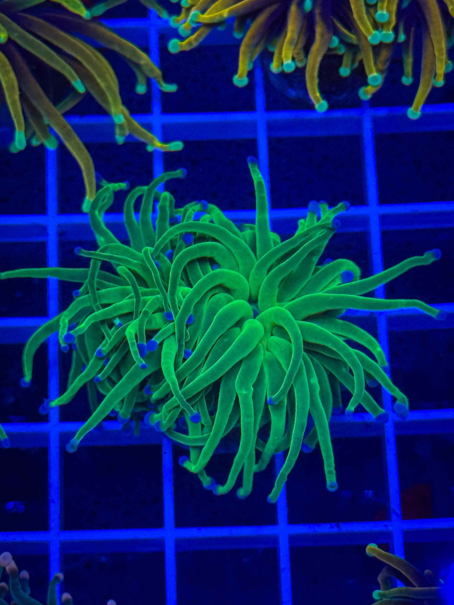 Indo Blue Tip Lime Torch