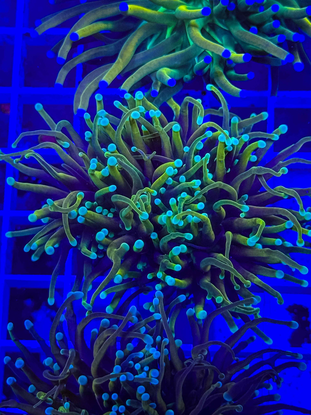 Dragon Soul Torch live coral – Gem State Corals