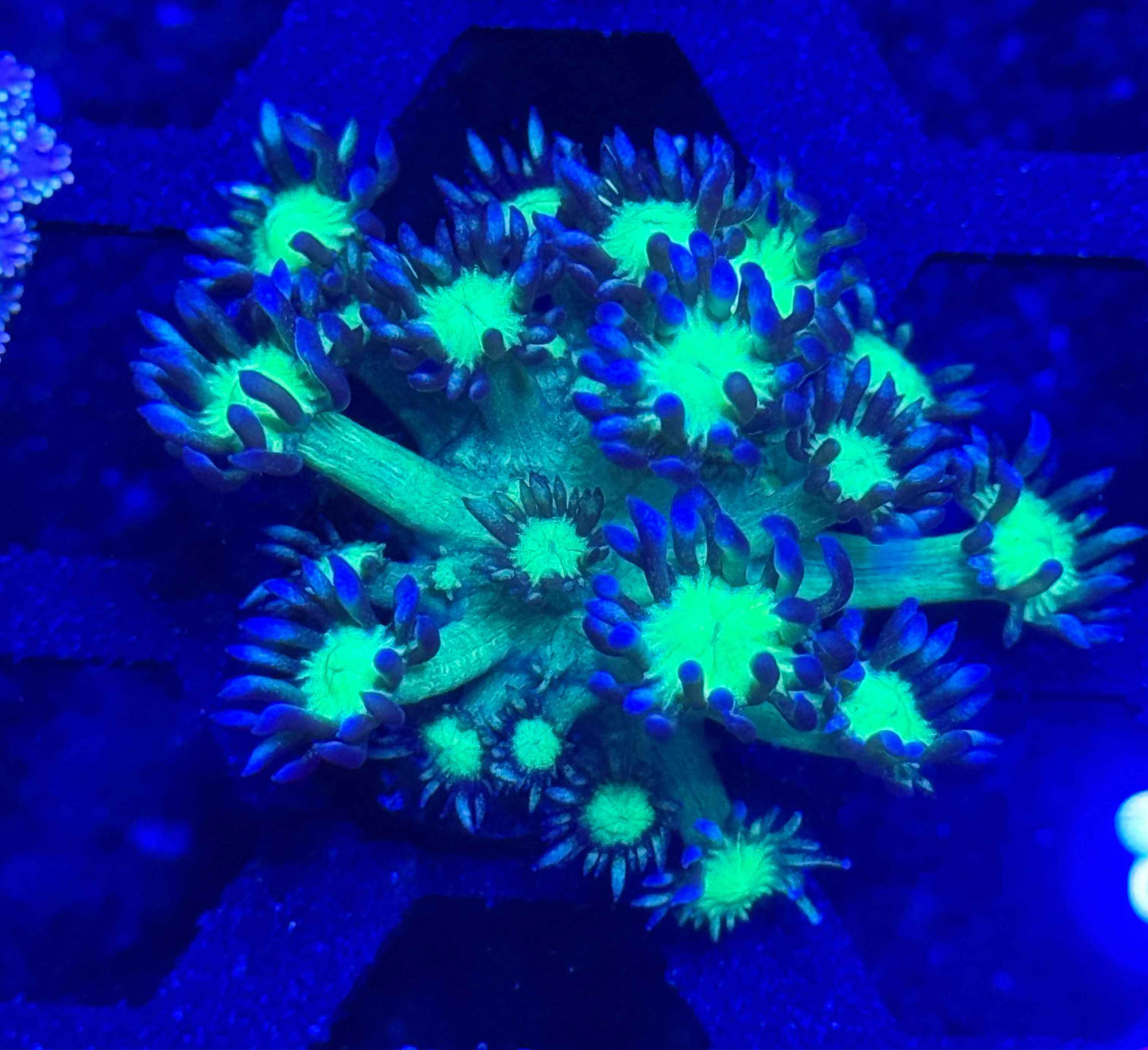 Joker Goniopora
