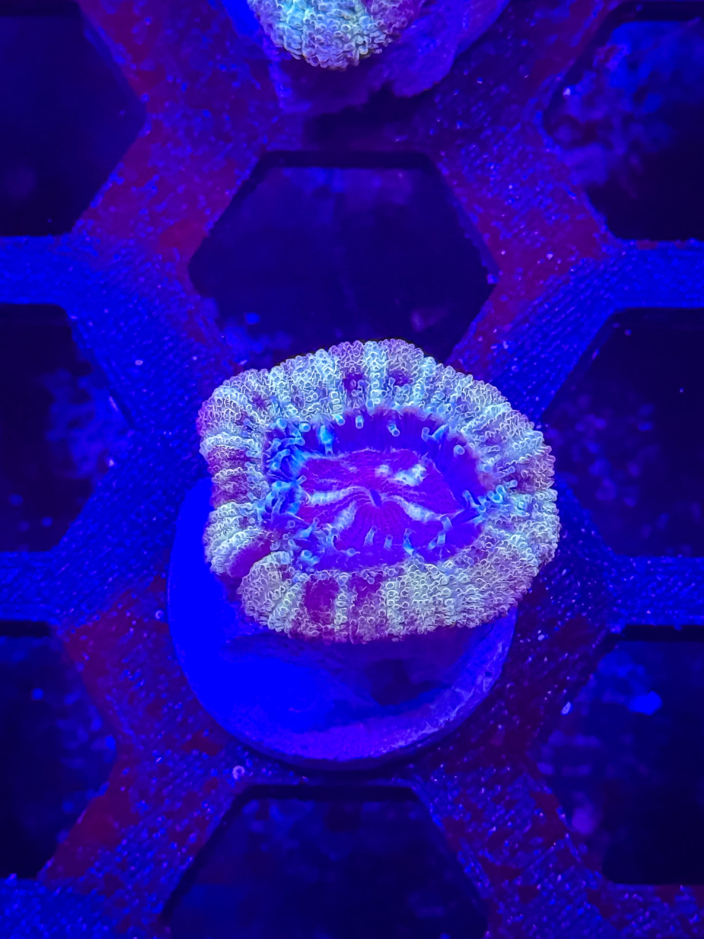 Malaysian Acan Lord
