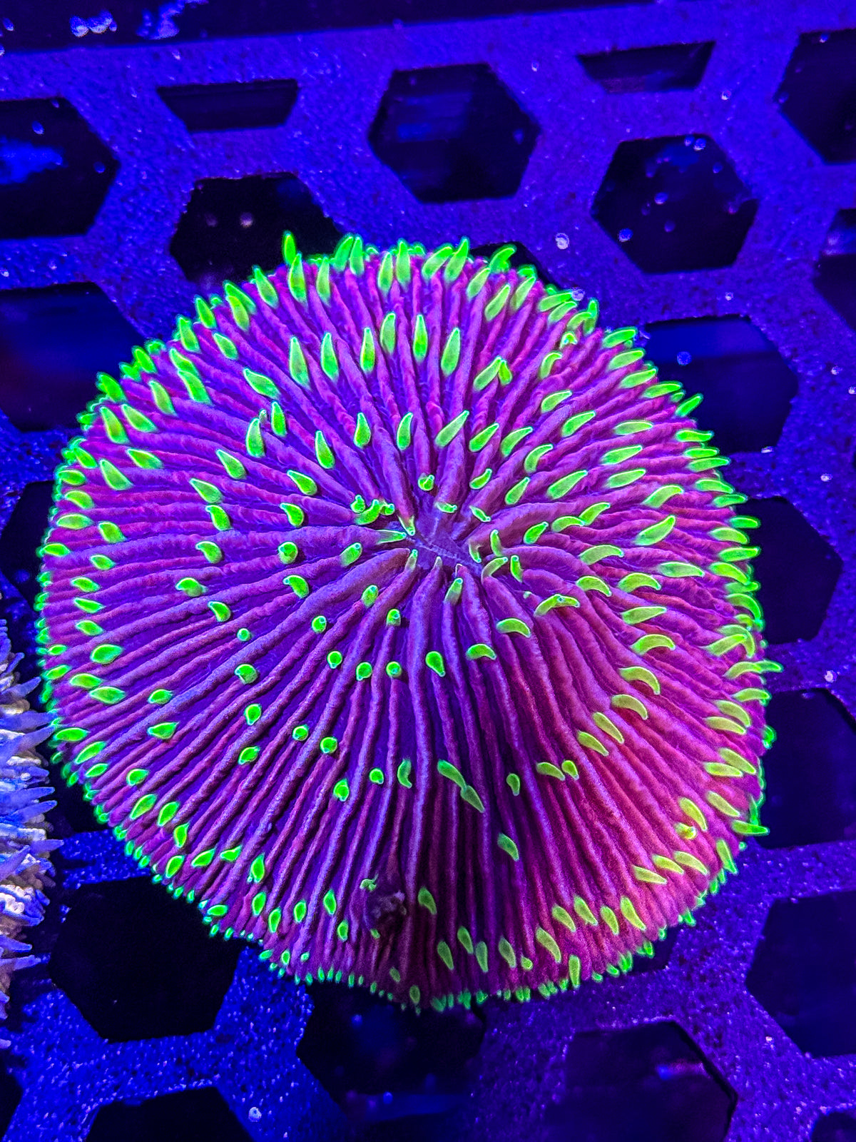 Fungia Plate Coral – WYSIWYG #4