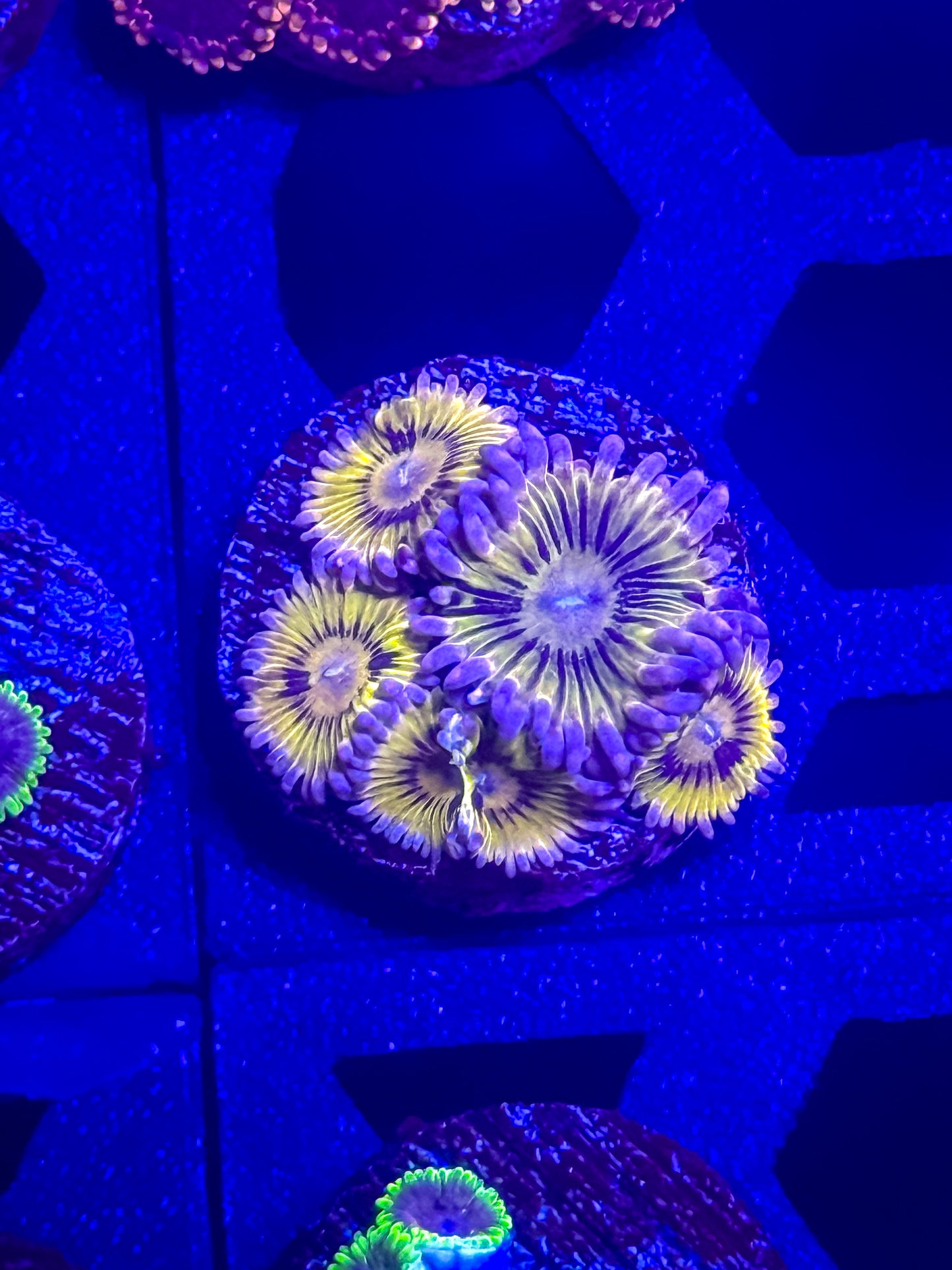 Chiquita zoas