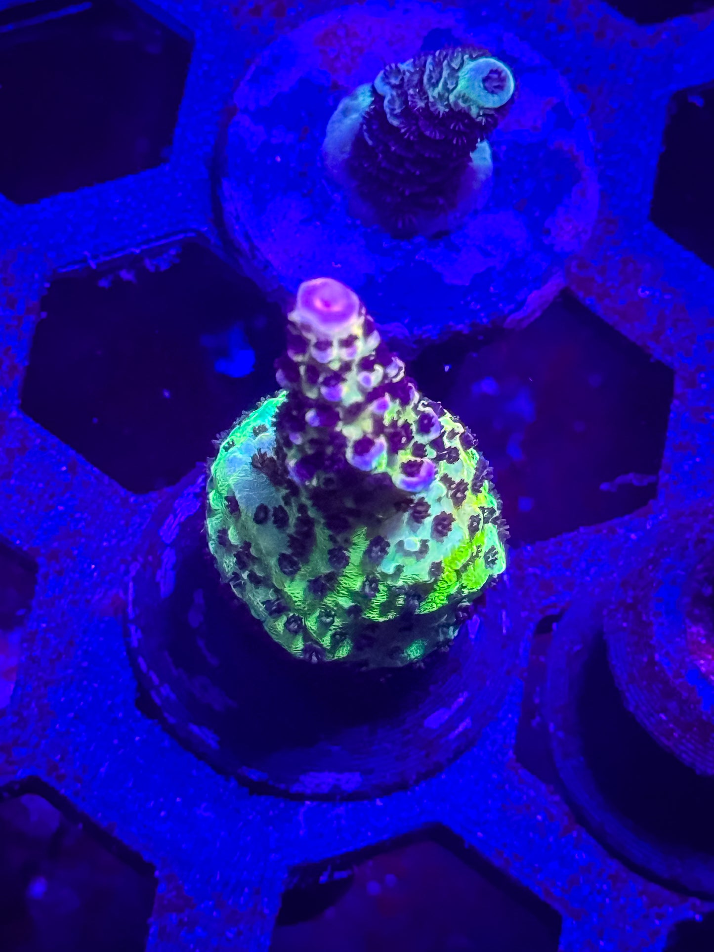 Strawberry Shortcake Acro
