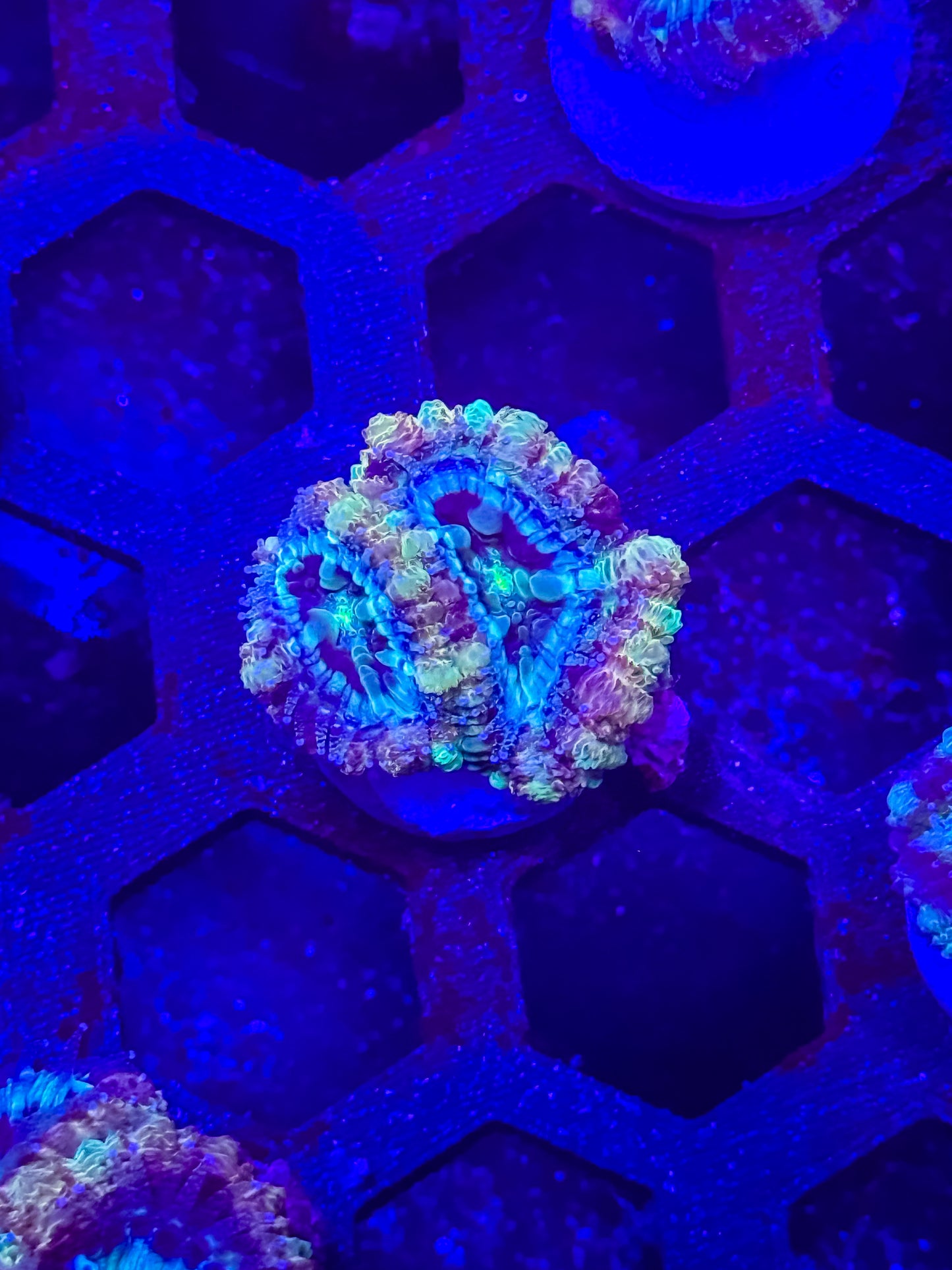 GS Going Bonkers Malaysian Acan Lord