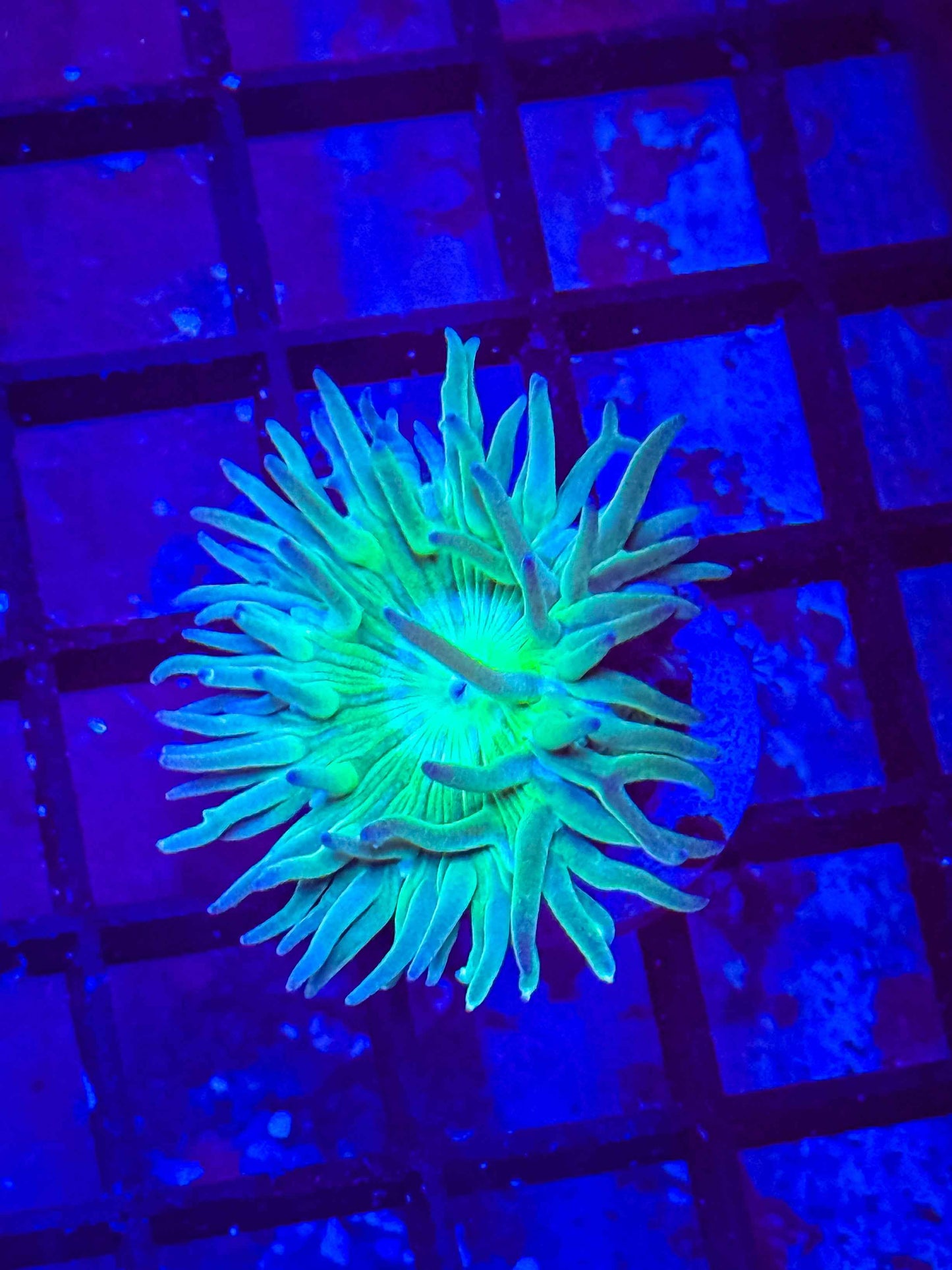 Aussie Duncan Coral (Green Base)