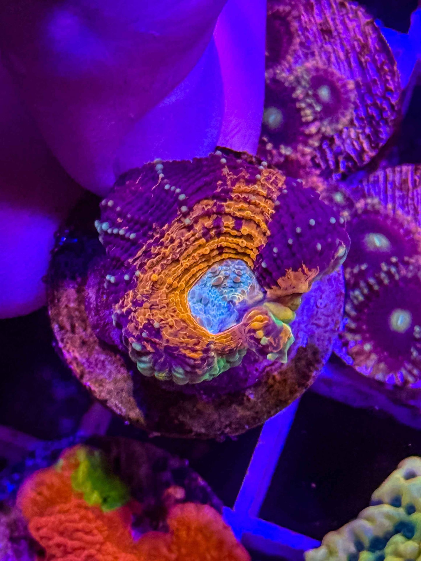 GS Boogeyman Rainbow Acan Echinata