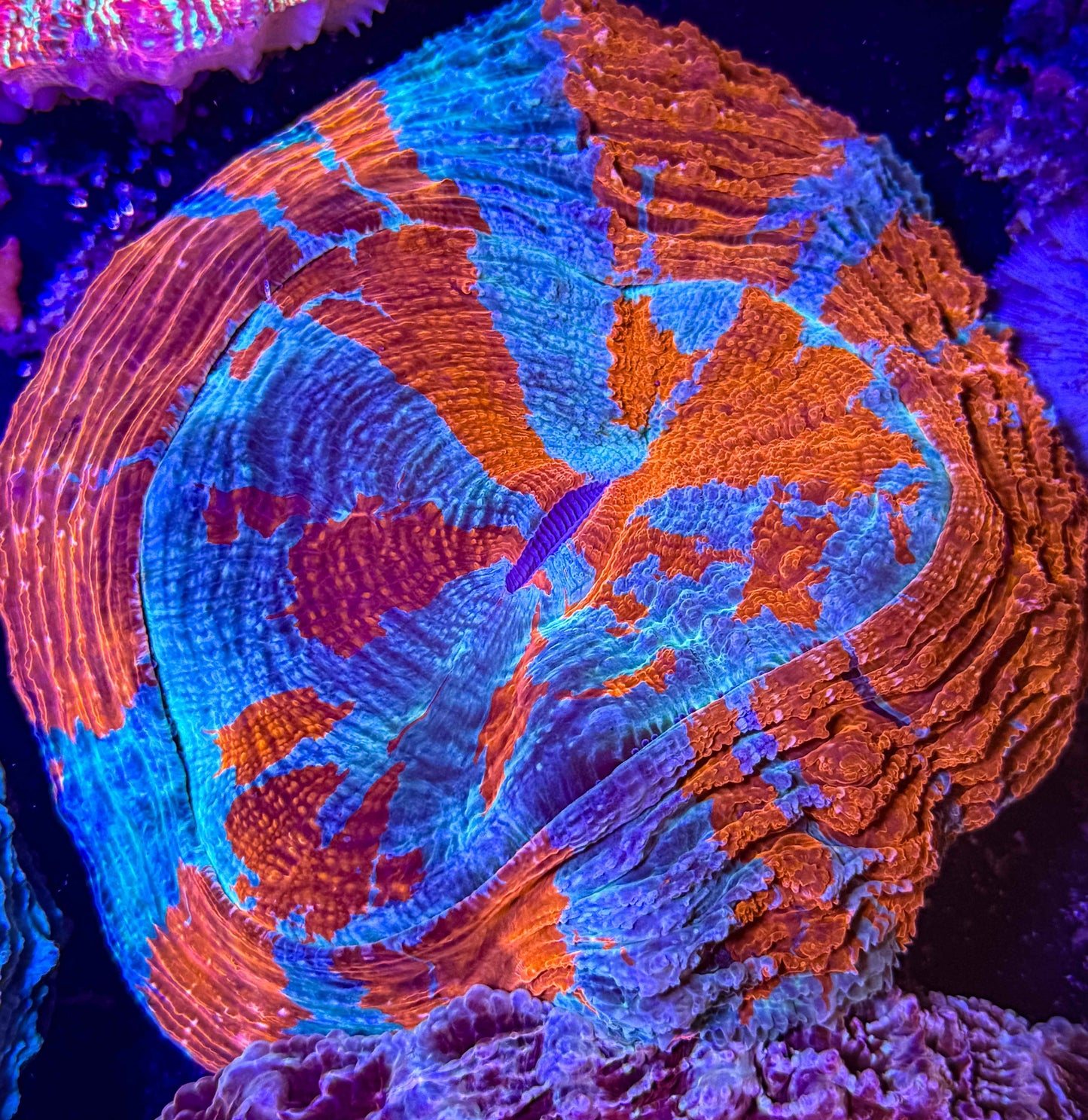 Acanthophyllia Meat Coral