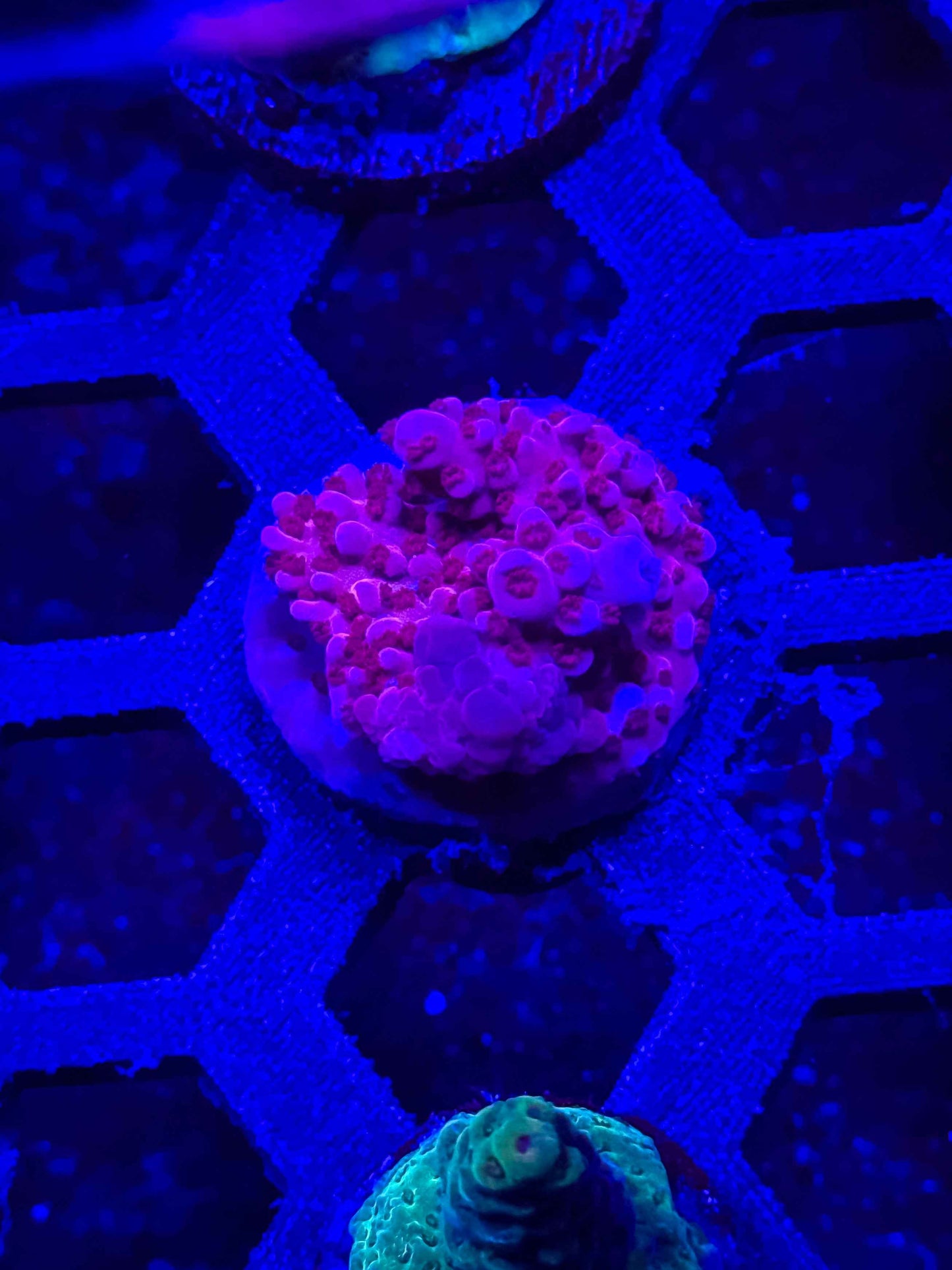 BC Adam Bomb Acropora