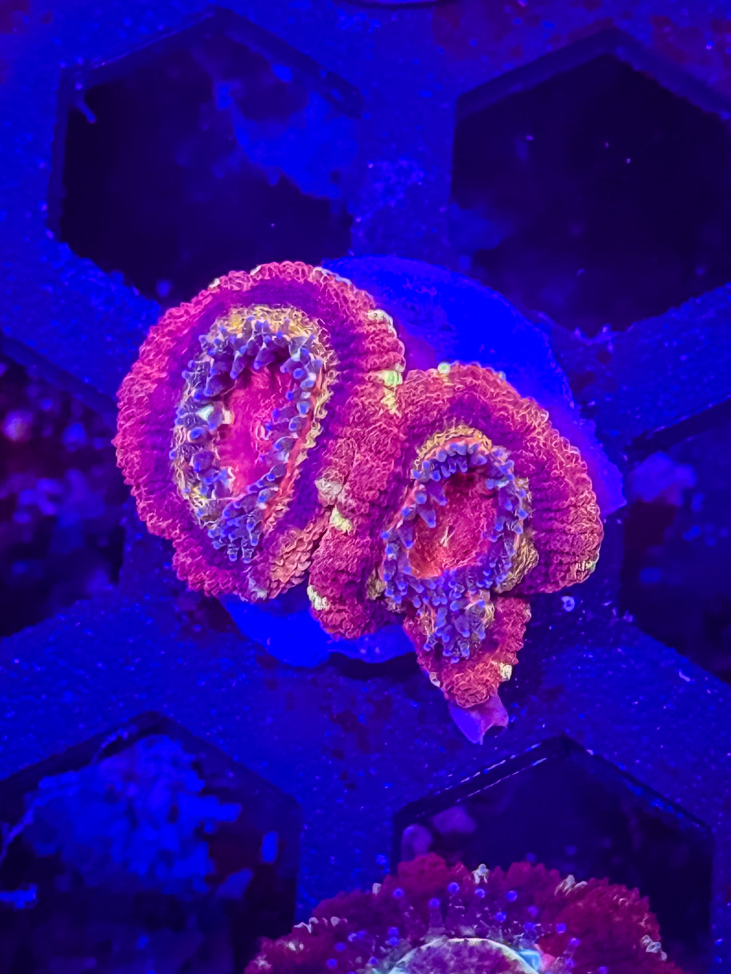 Malaysian Acan Lord