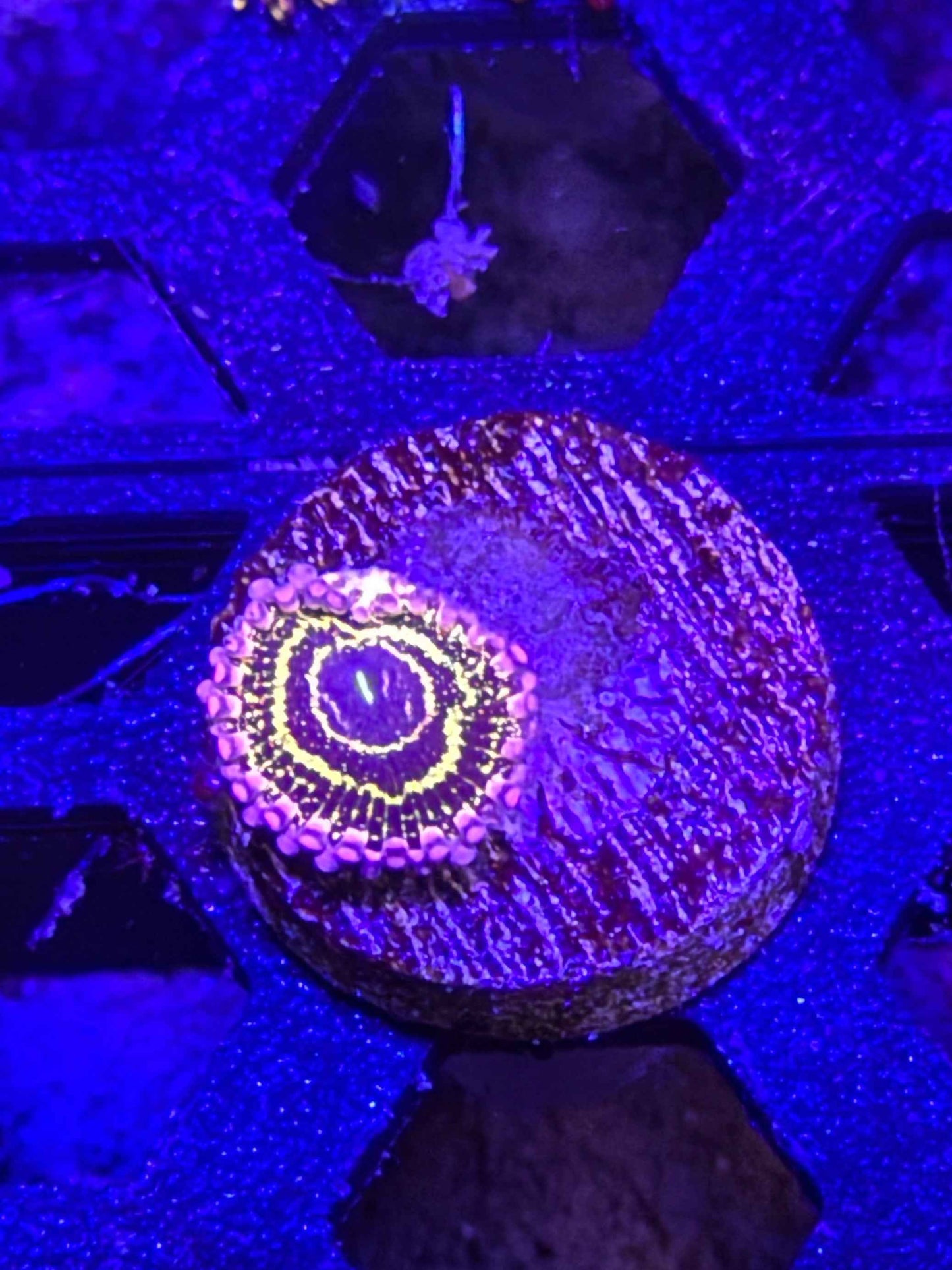 Stratosphere Zoa