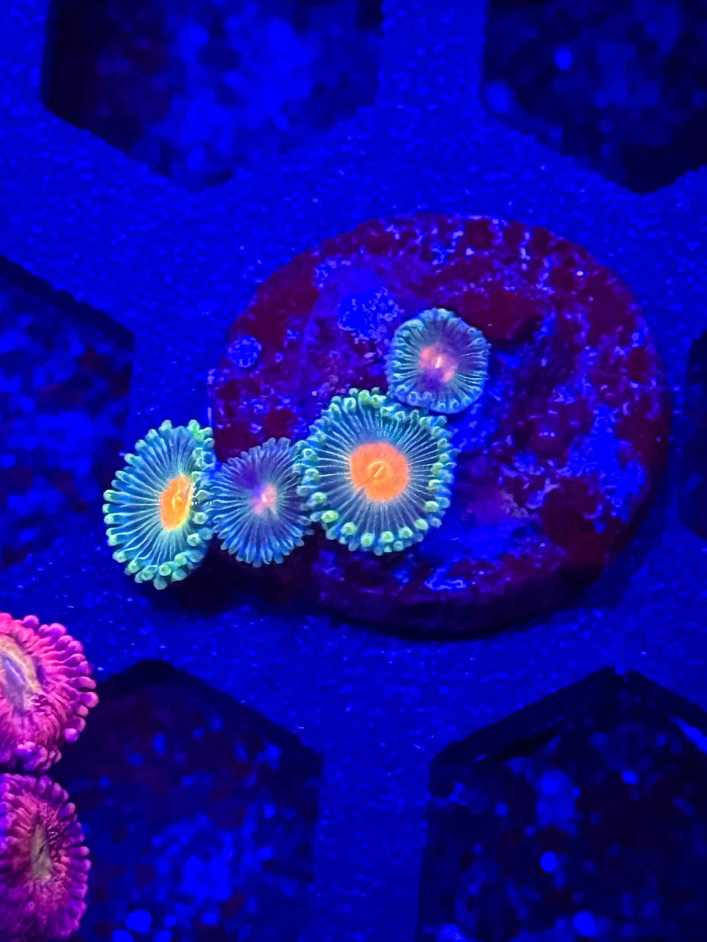 GB Packer Zoas