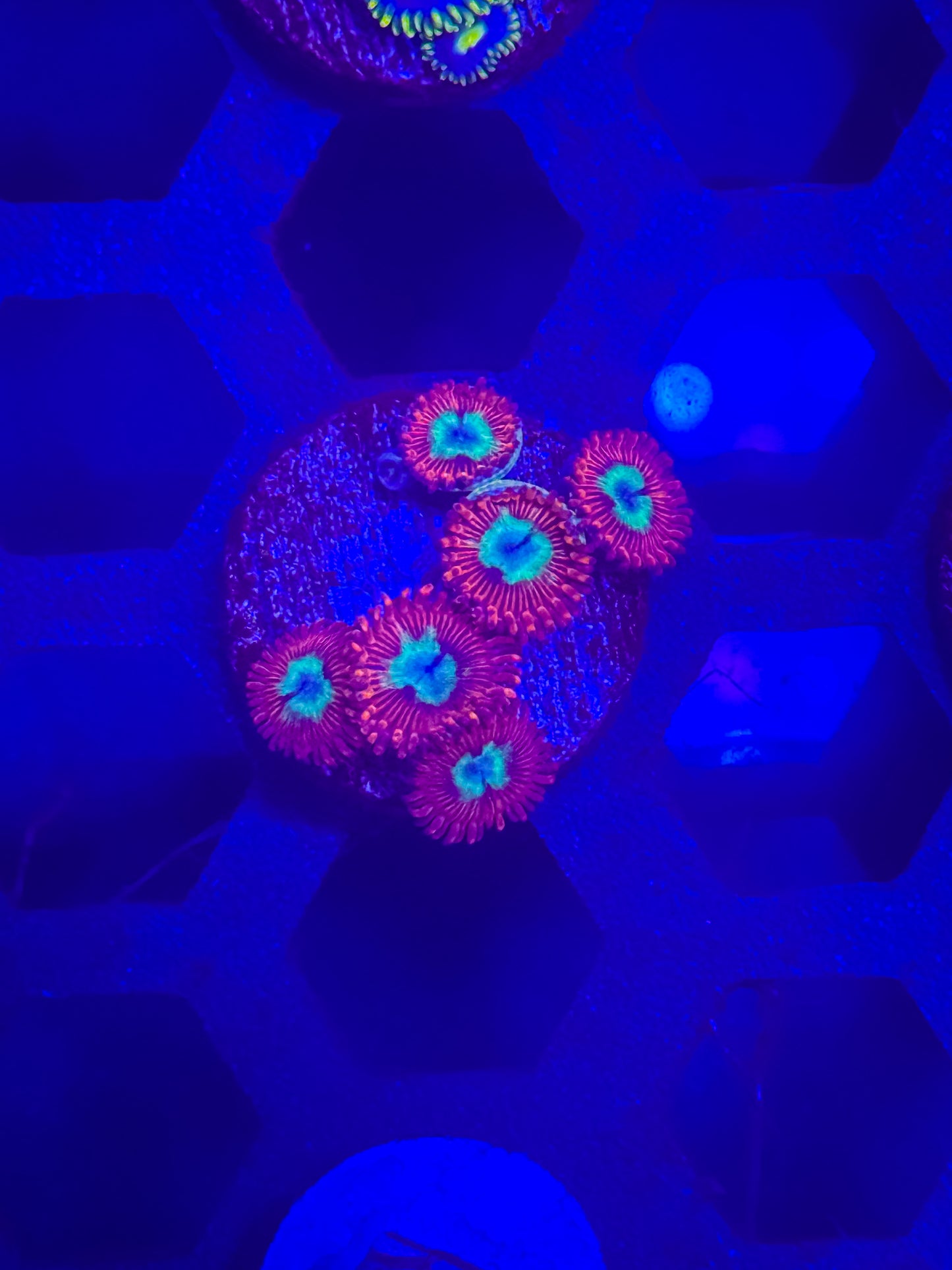 Playboy Zoas