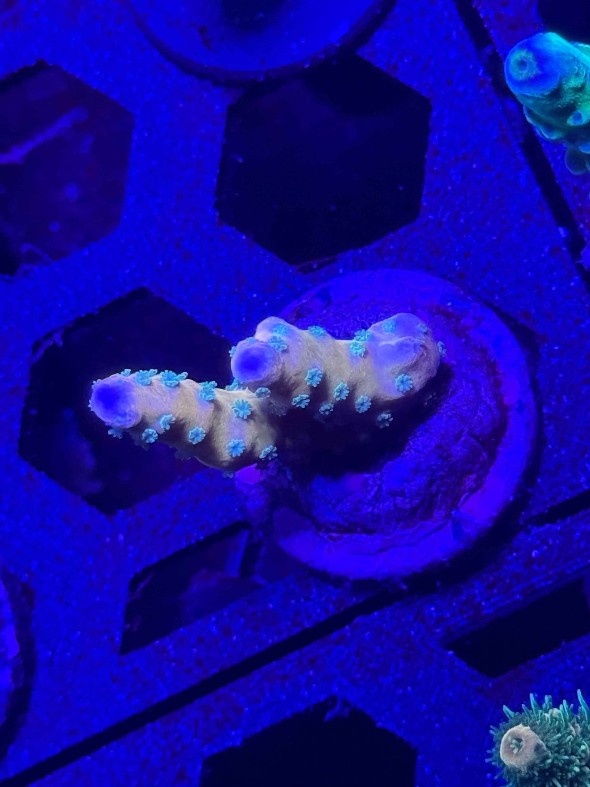 Tropicana Anacropora live coral – Gem State Corals