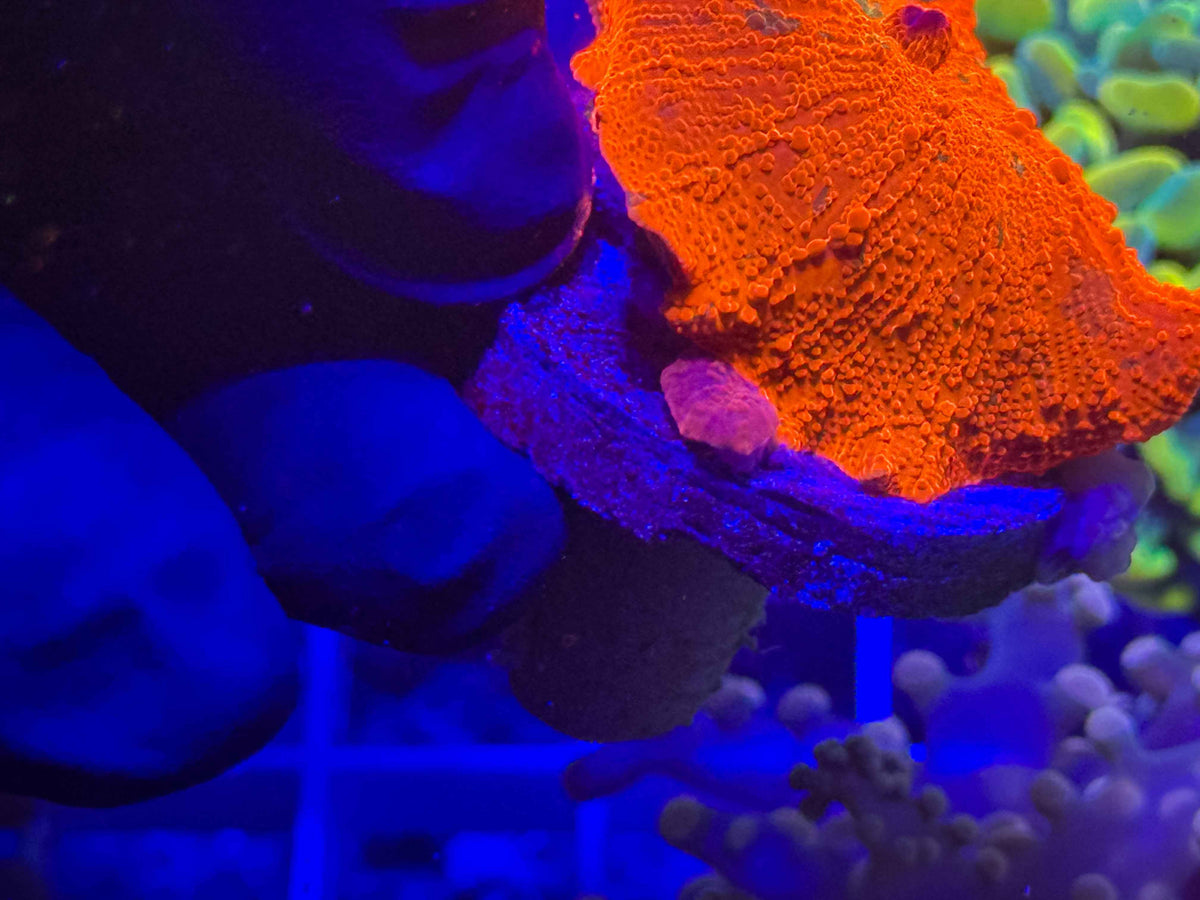 Candy Crush JB Mushroom live coral alternate view 2 – Gem State Corals