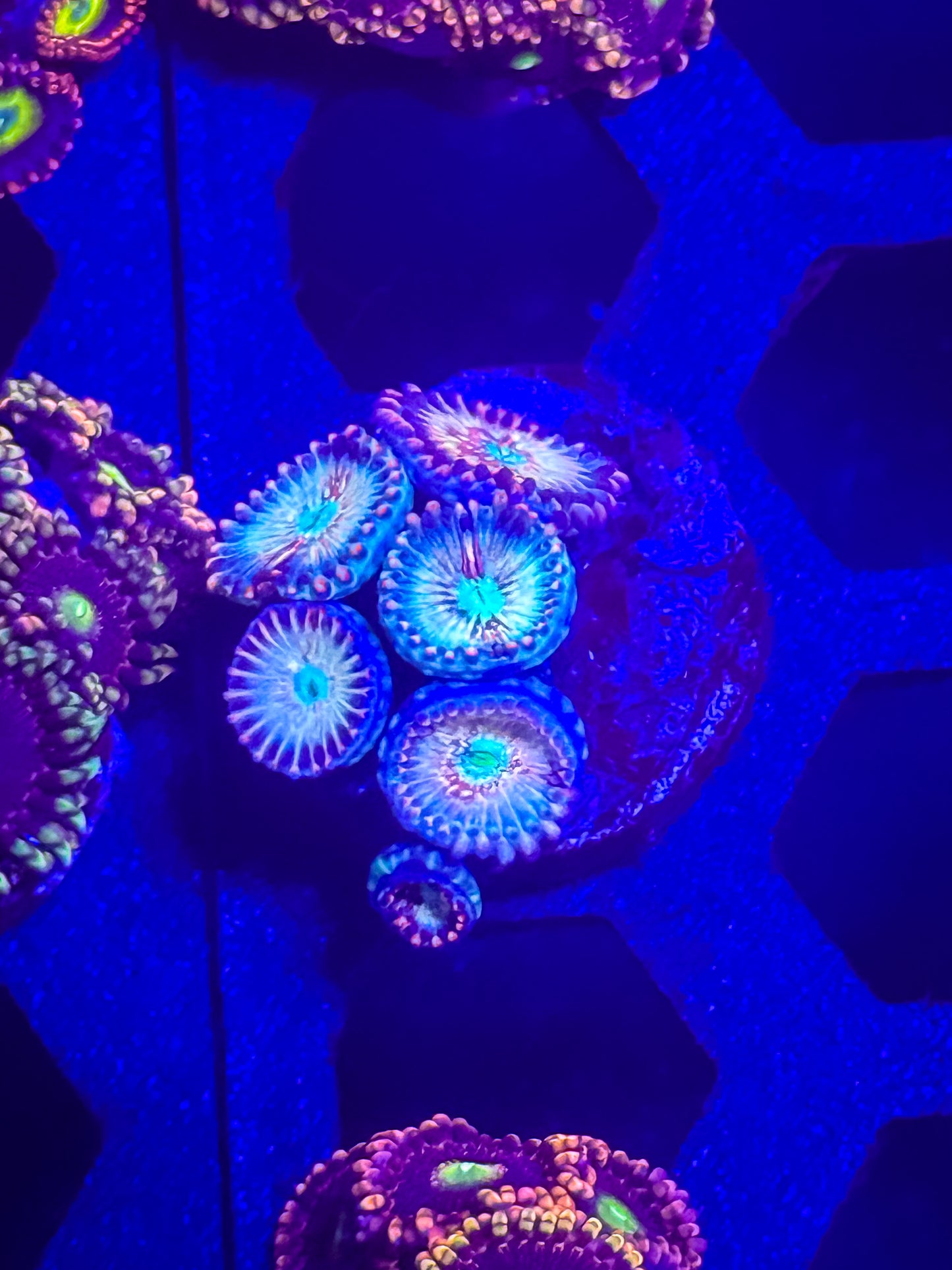 White Zombie Zoas