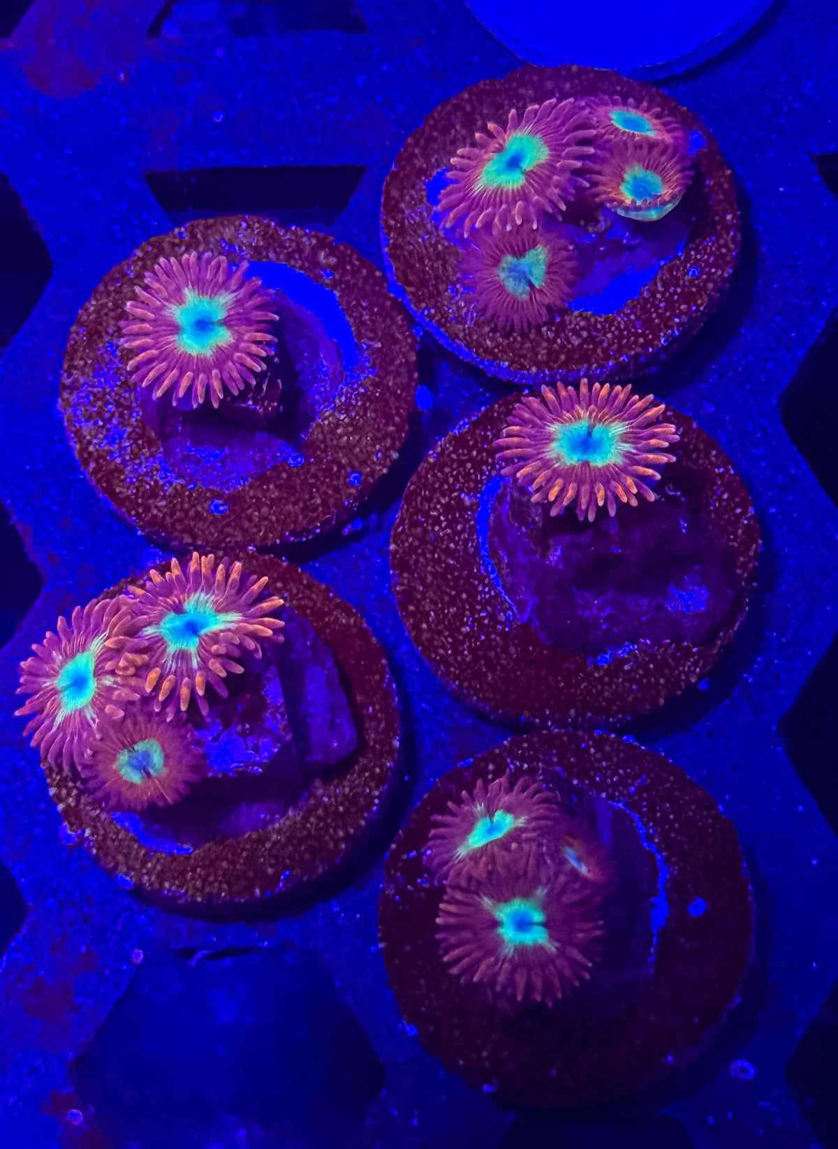 Playboy Zoanthids – Almost WYSIWYG (1–3+ Polyps)