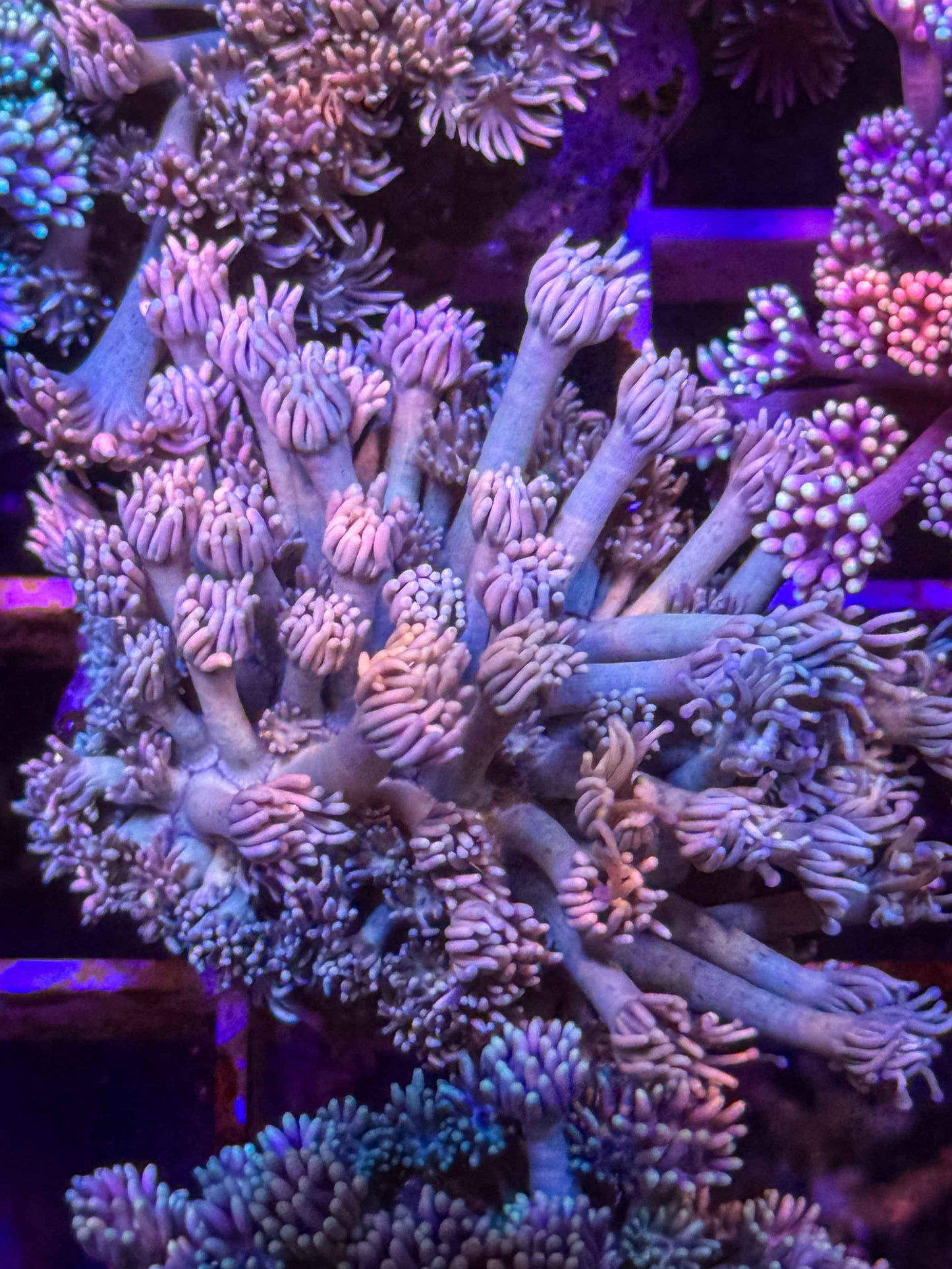 Goniopora