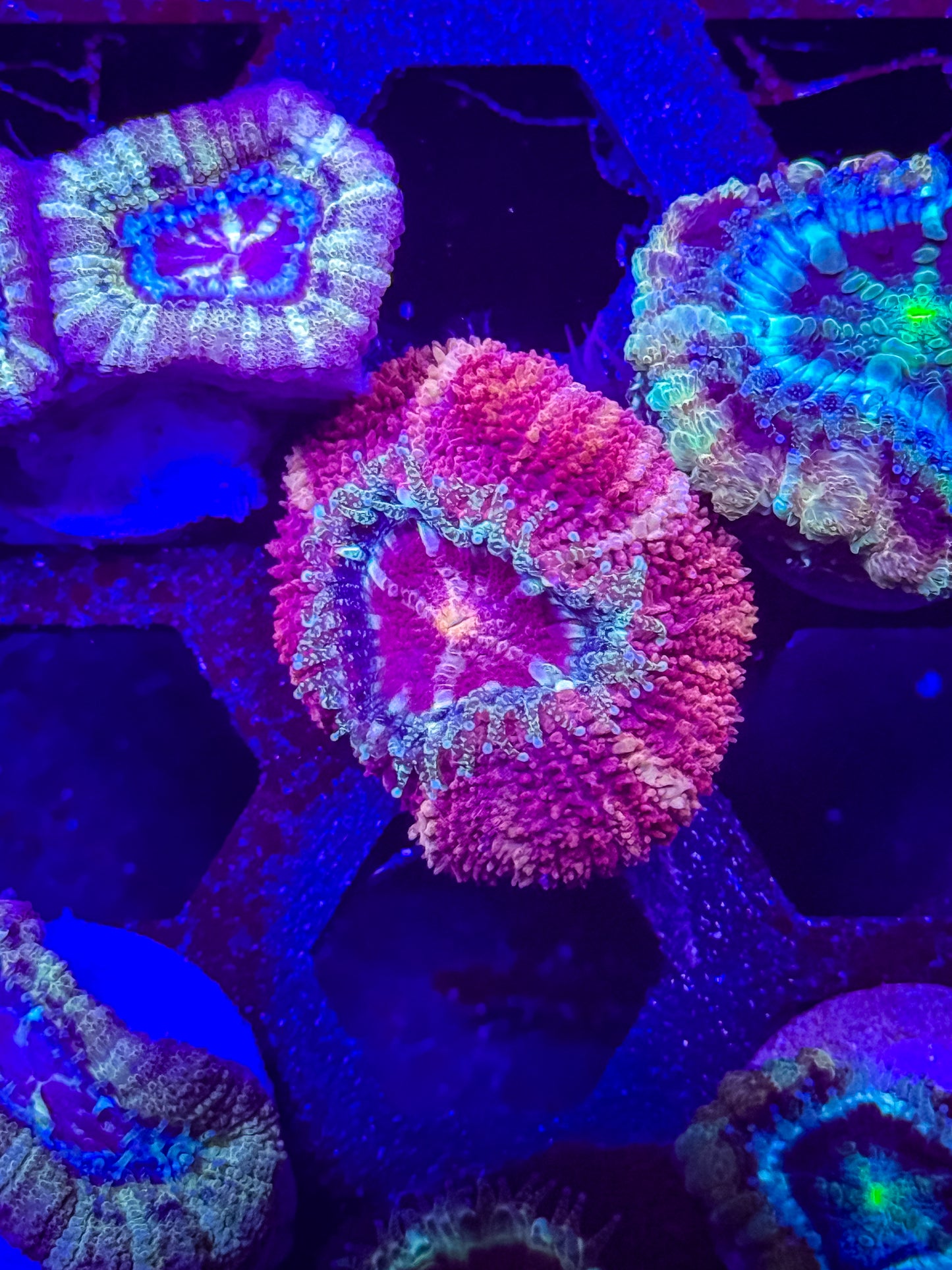 Malaysian Acan Lord