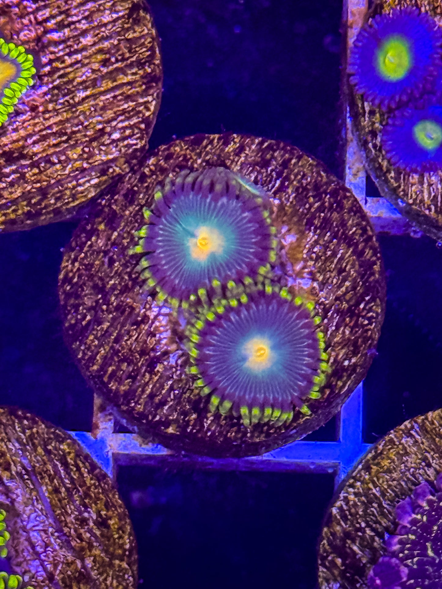 Green Bay Packer Zoas