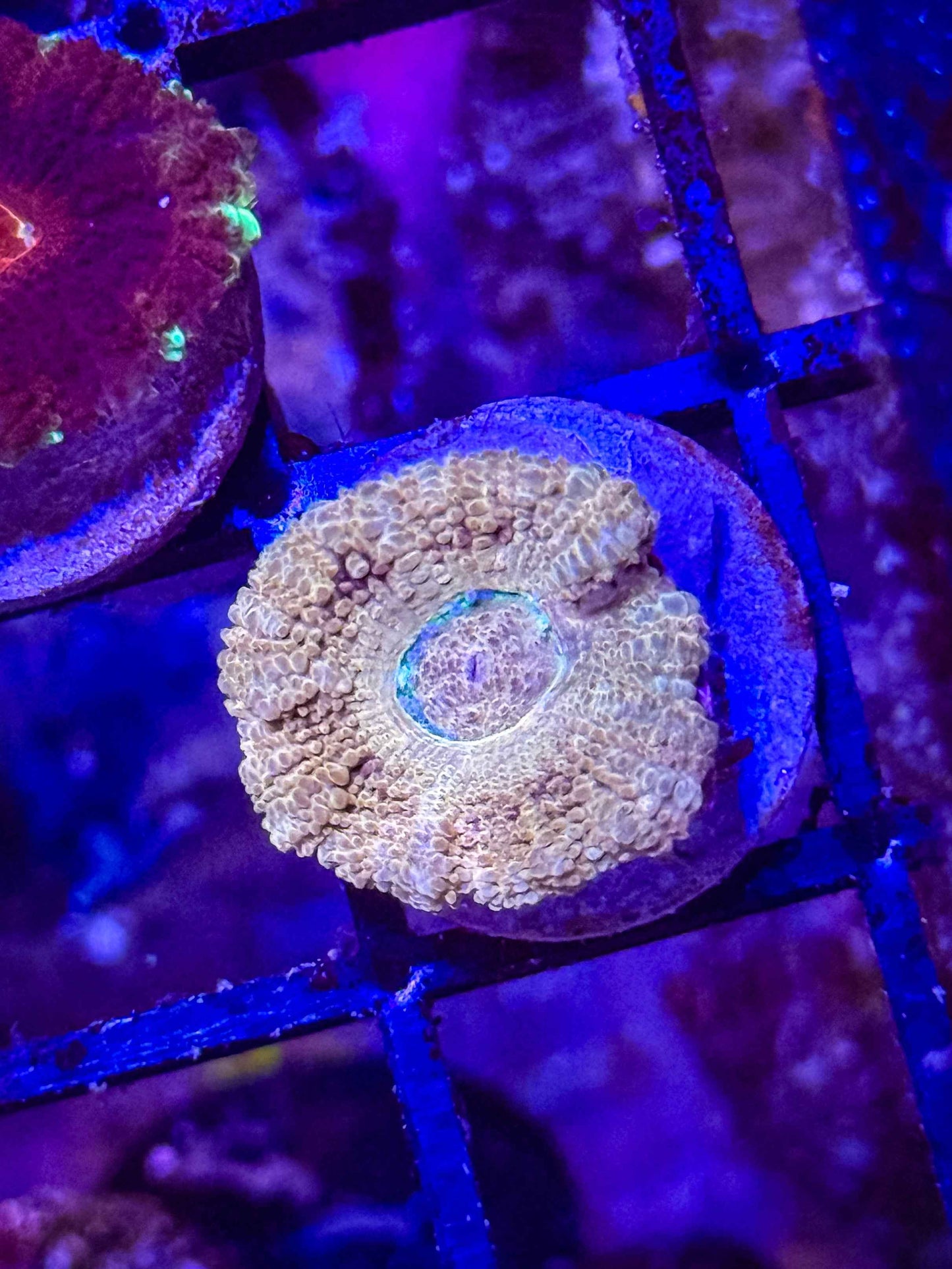 GS Goldrush Acan