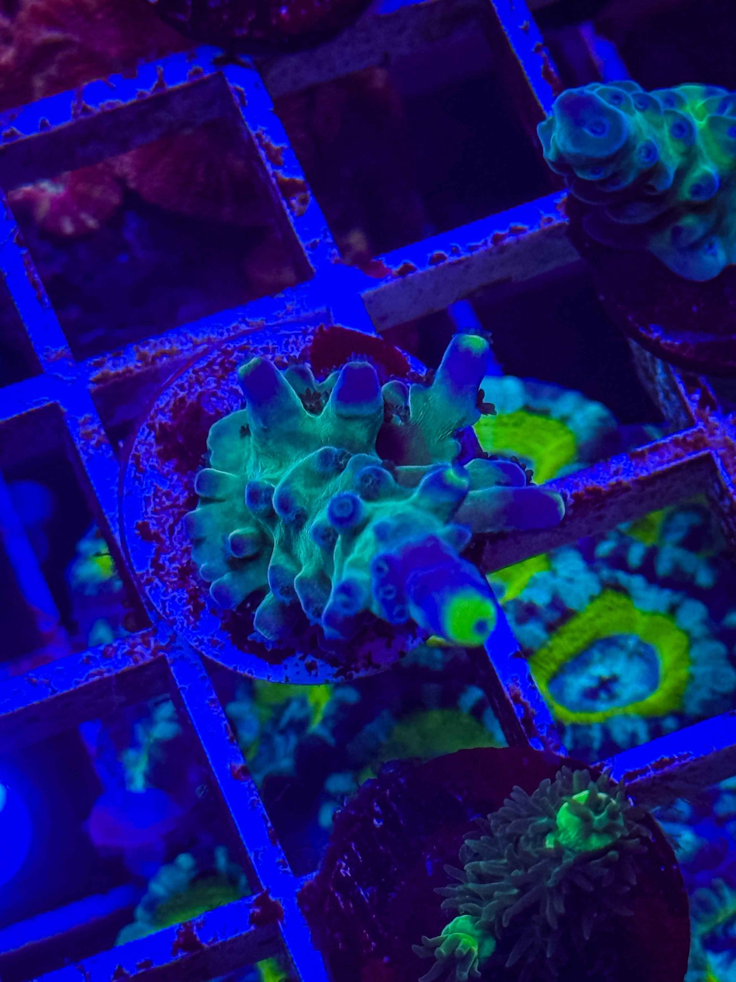WWC Yellow Tip Acropora