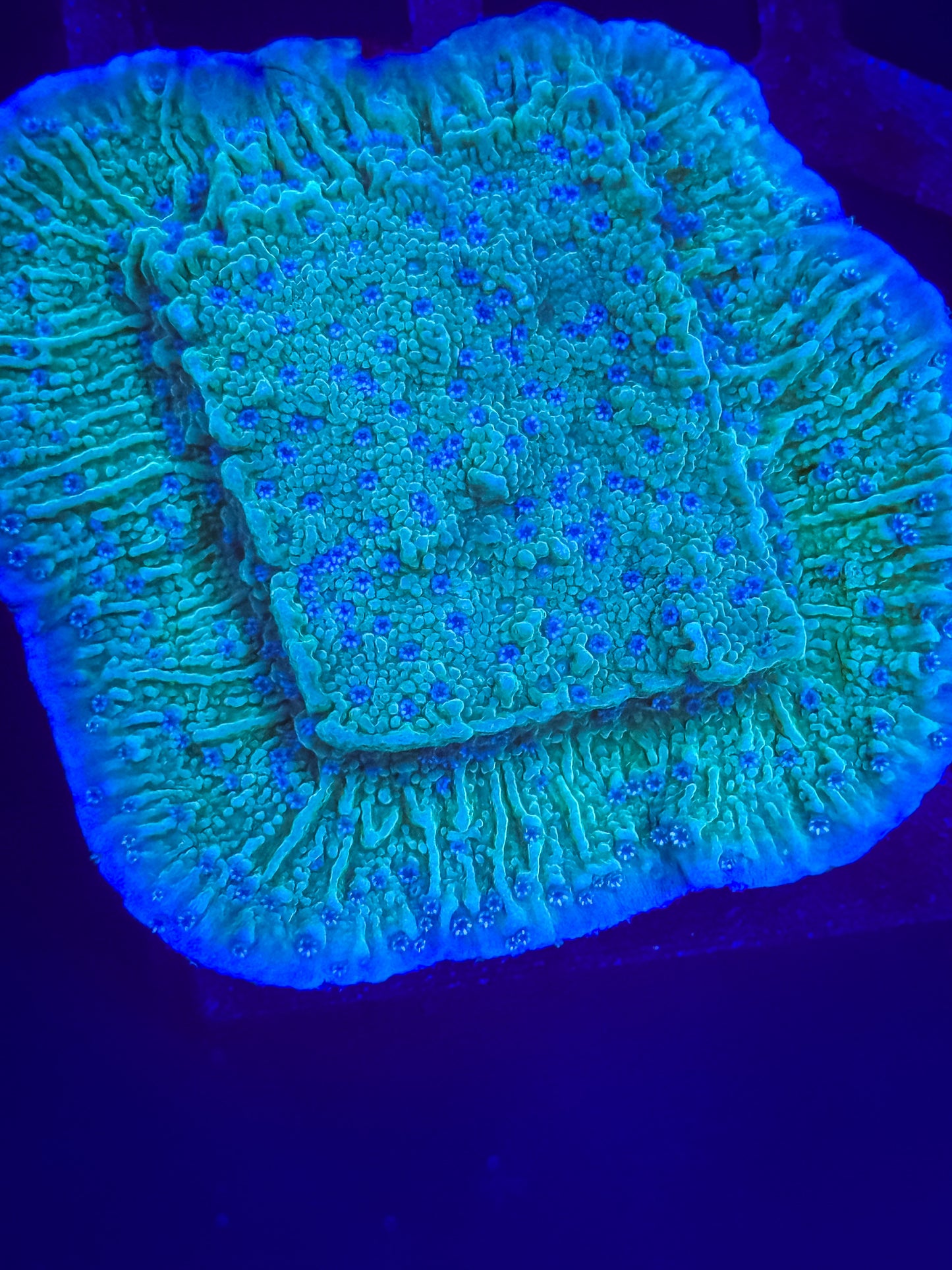 Blue Polyp Monti Cap