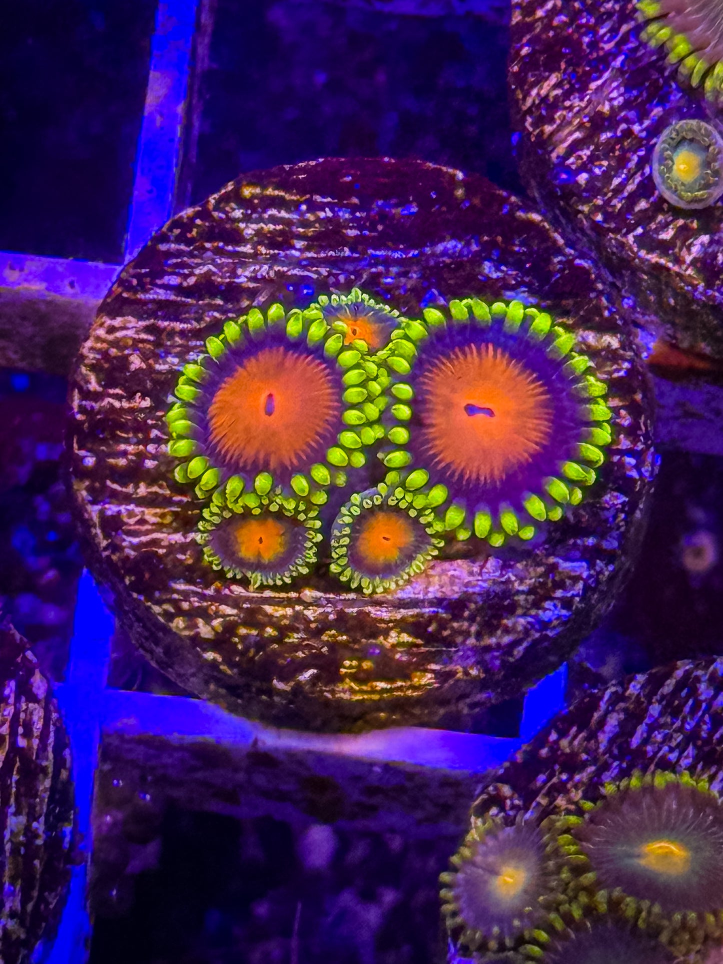 Vivids Dragon Eyes Zoas
