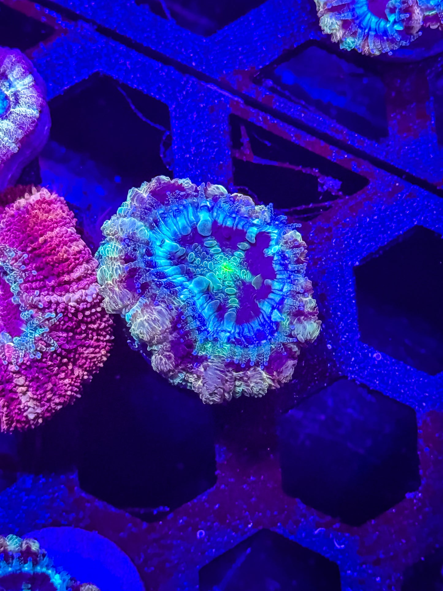 GS Going Bonkers Malaysian Acan Lord