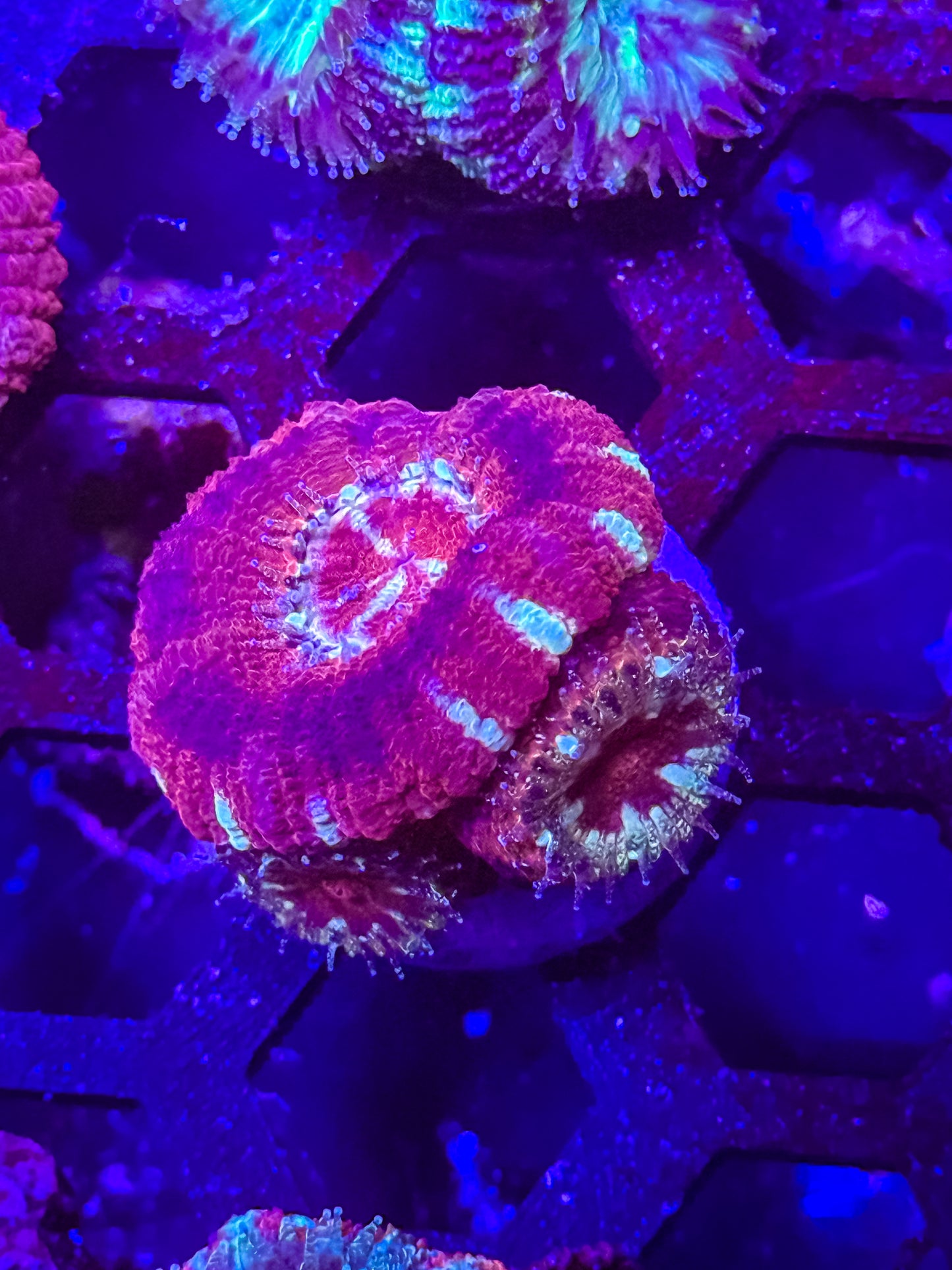 Malaysian Acan Lord