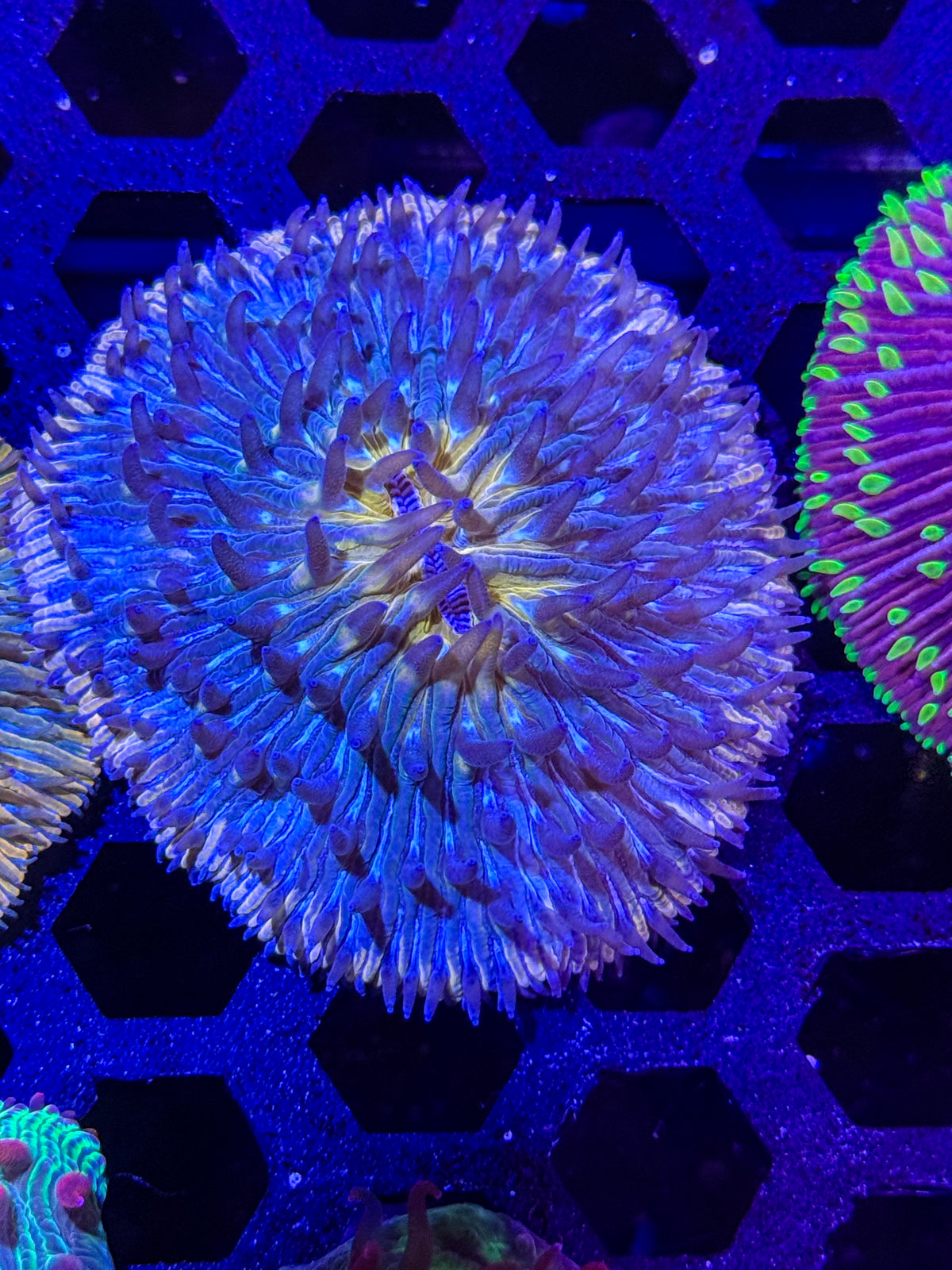 Fungia Plate Coral – WYSIWYG #2