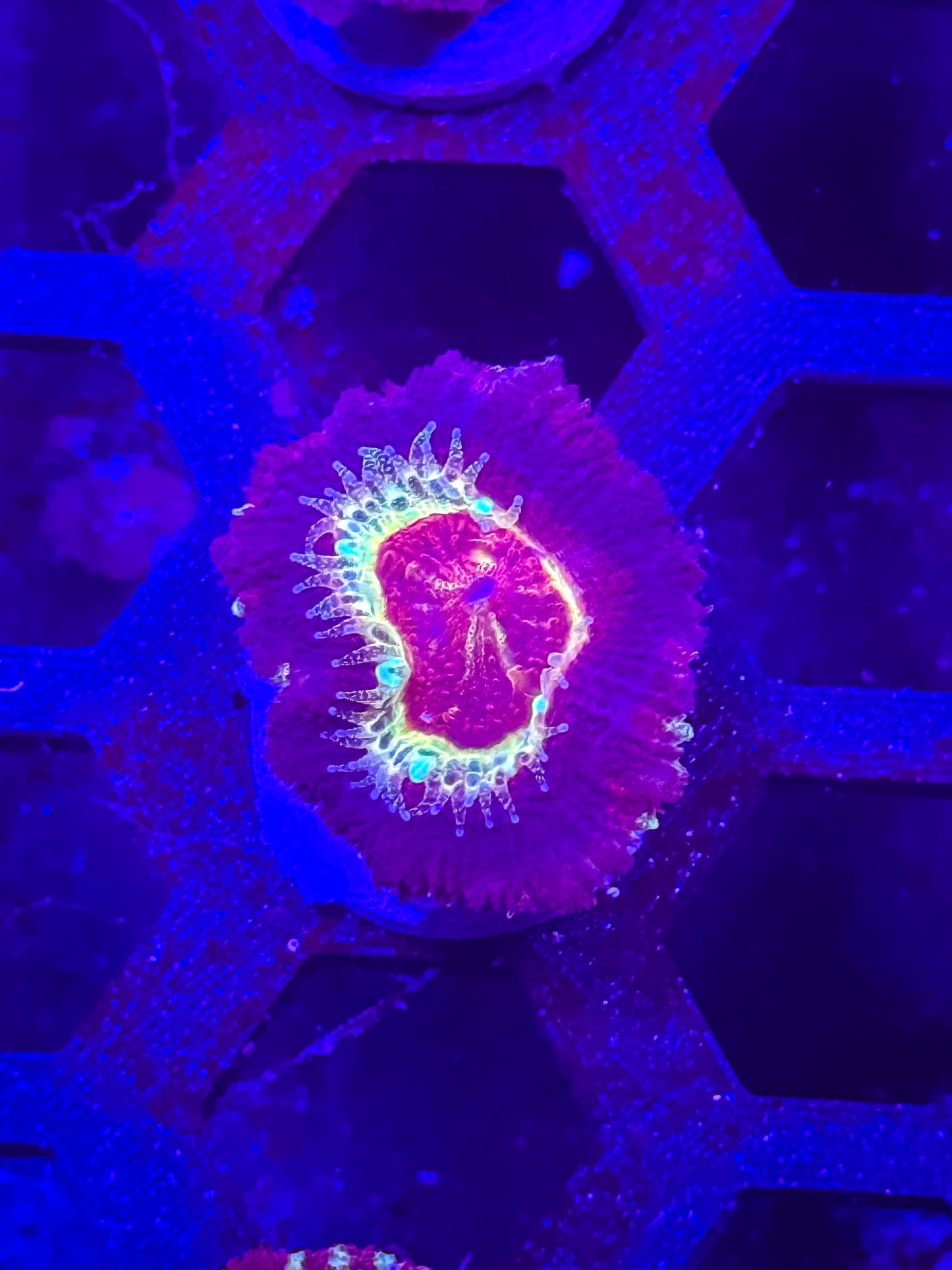 Malaysian Acan Lord