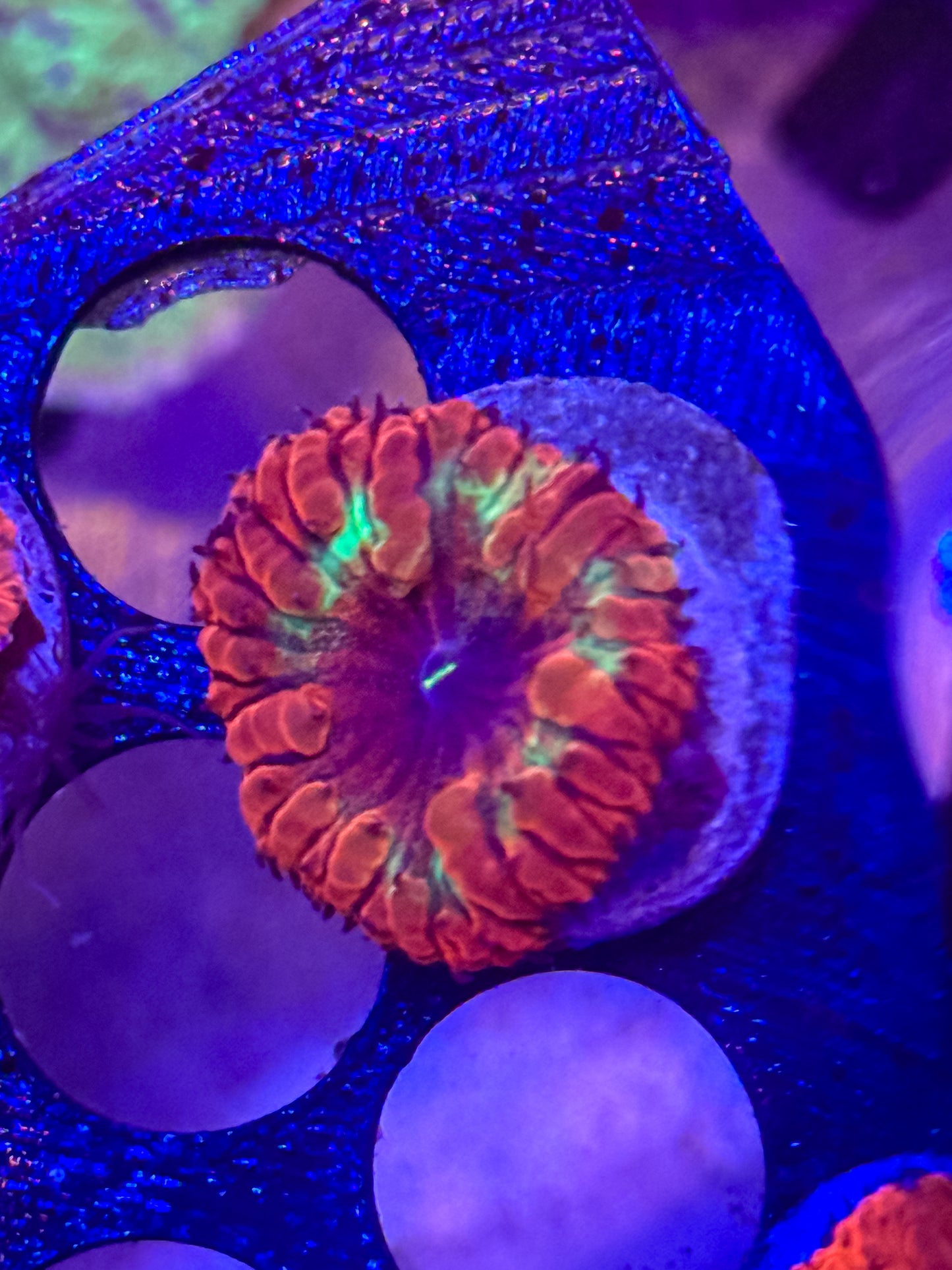 GS Dead Center Blastomussa