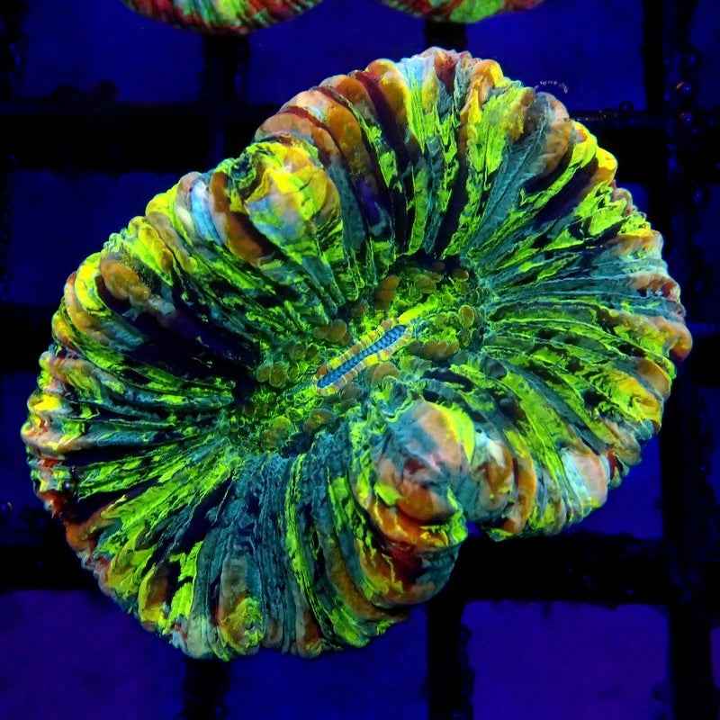 Rainbow Trachy