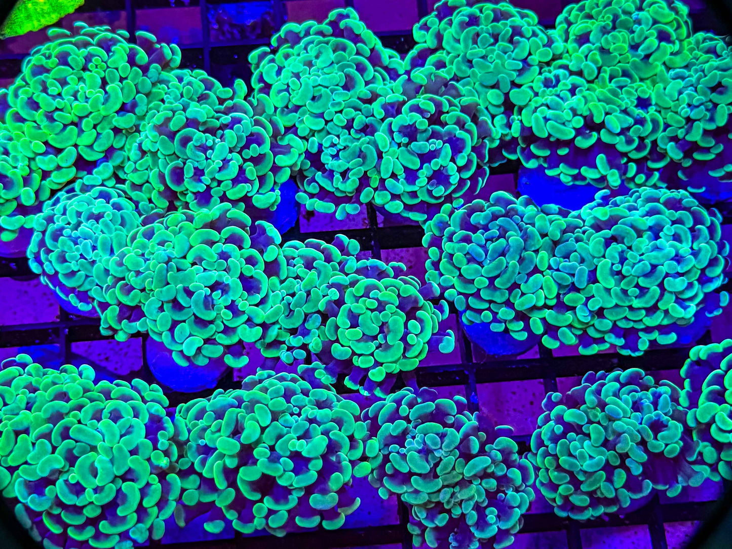 Green Branching Hammer Aqua Cultured