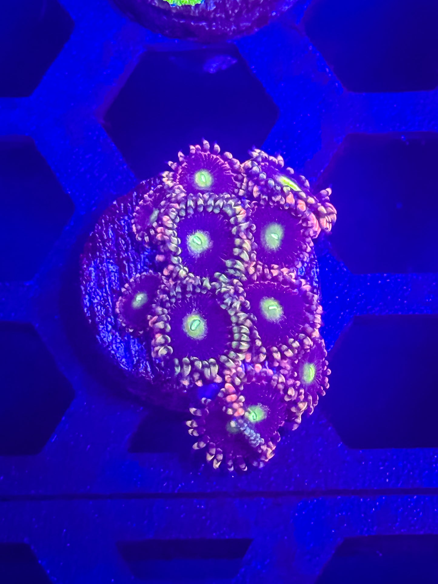 CK Bozo’s Birthday Zoas