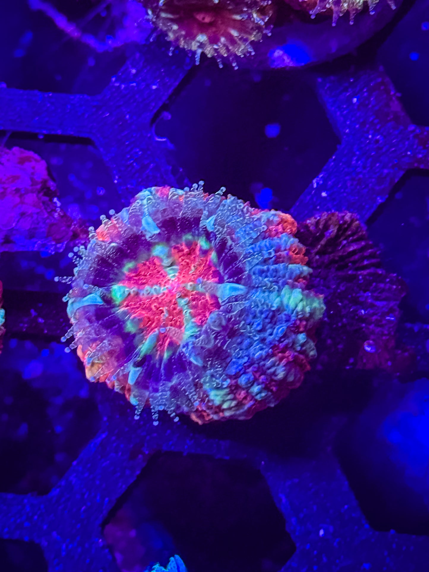 Malaysian Acan Lord