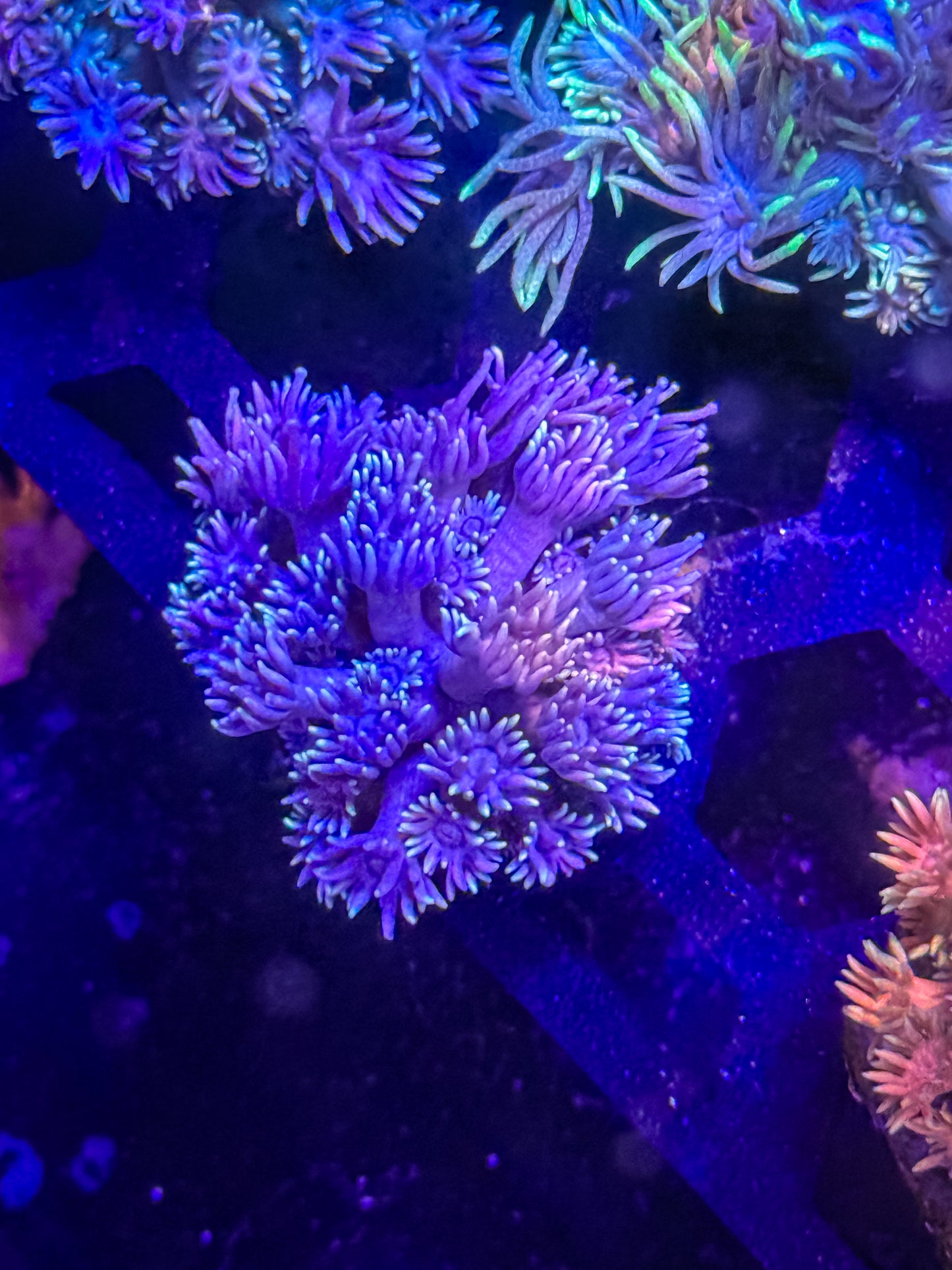 Goniopora