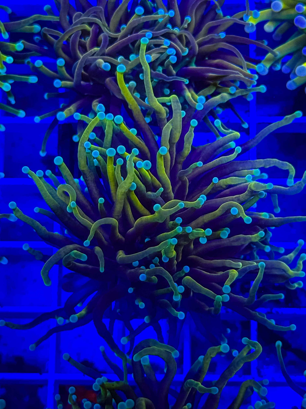 Dragon Soul Torch live coral – Gem State Corals