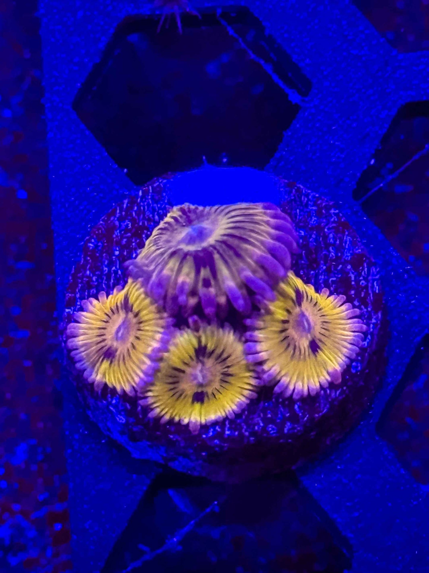 Stratocaster Zoa