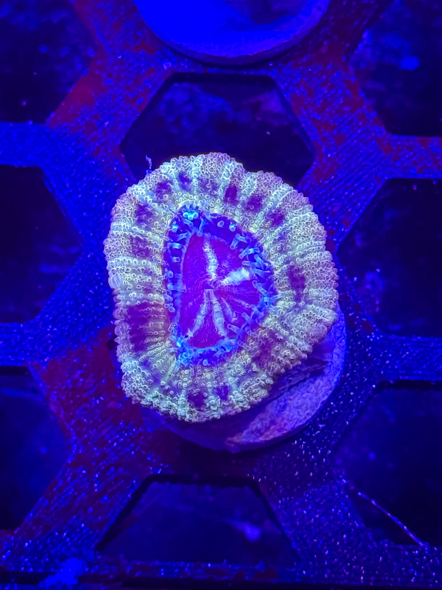 Malaysian Acan Lord