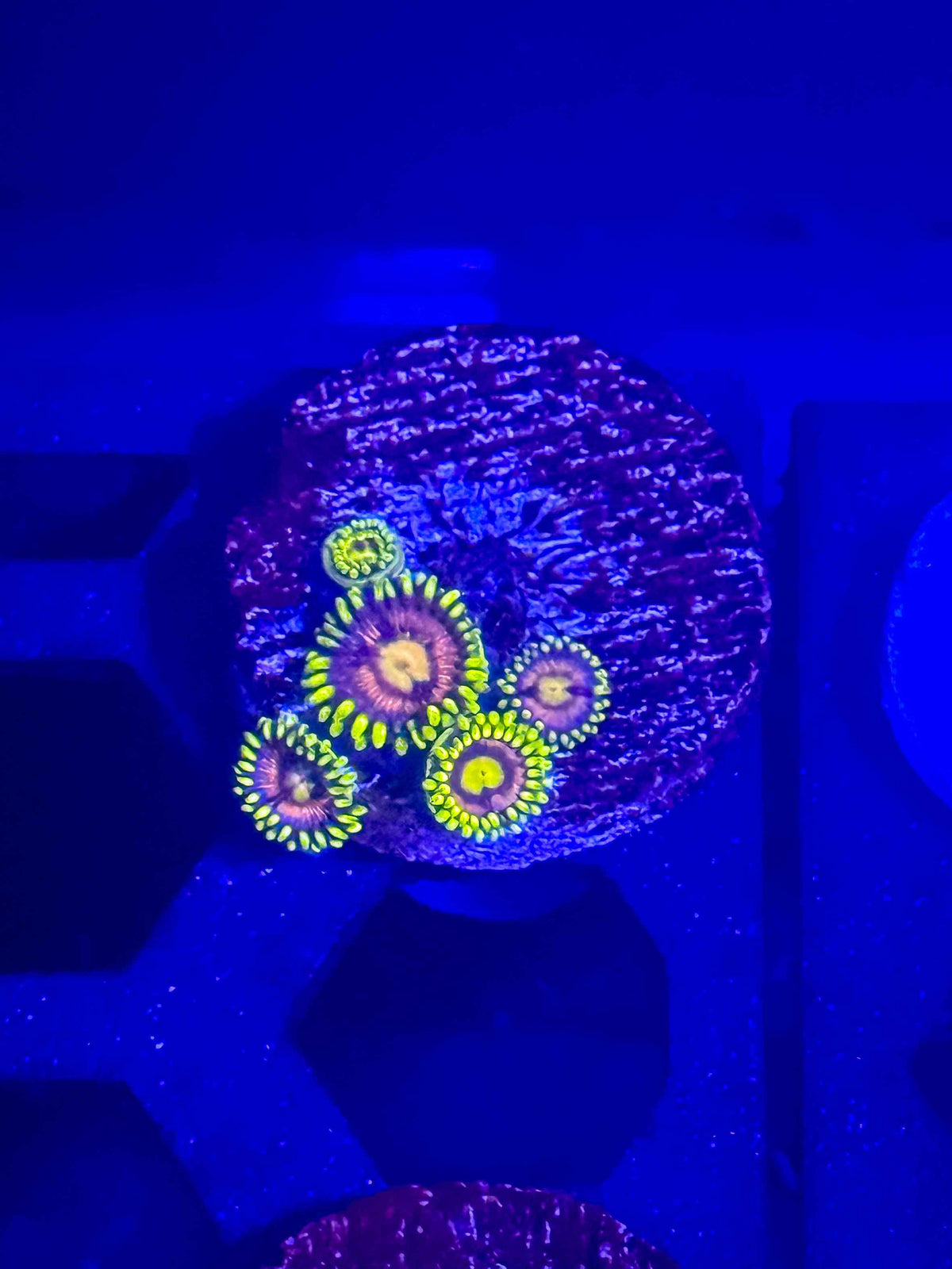 Bubblegum Pop Zoas live coral – Gem State Corals