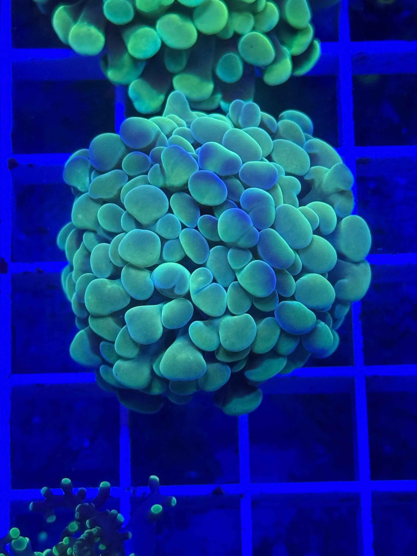 Branching Hammer