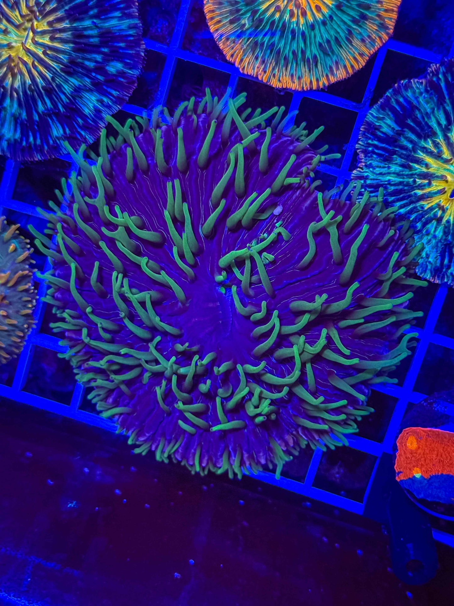 Large Fungia