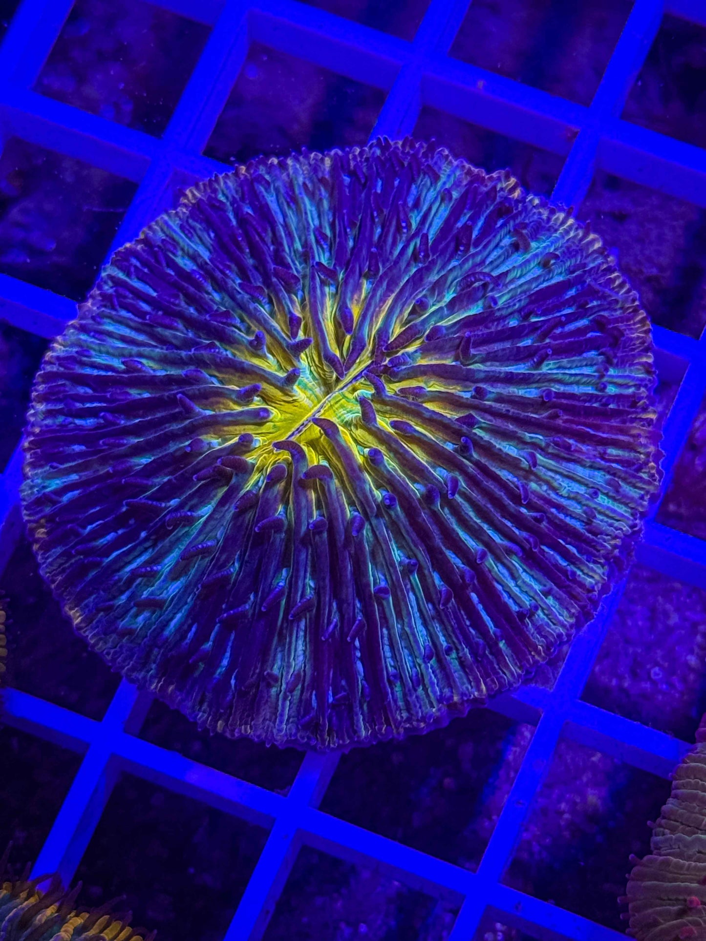 Fungia Plate