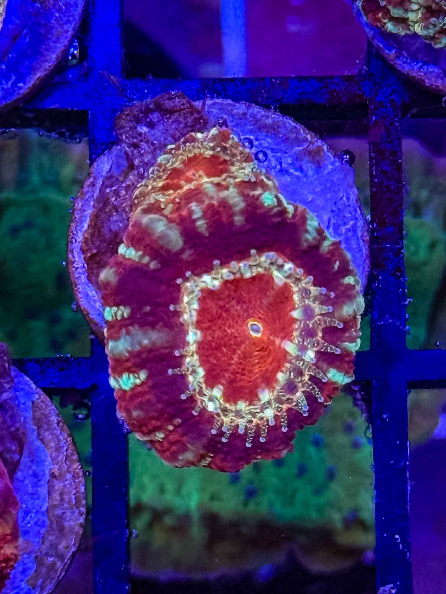 GS Owyhee Acan