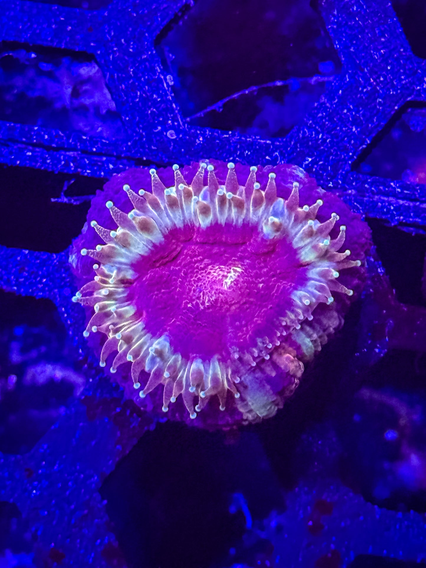 Malaysian Acan Lord