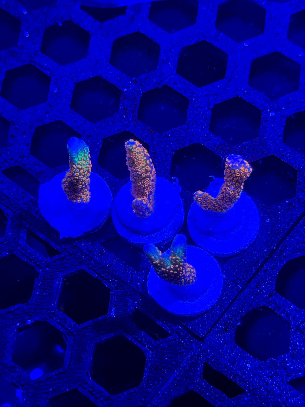Bubblegum Digitata Coral – Almost WYSIWYG