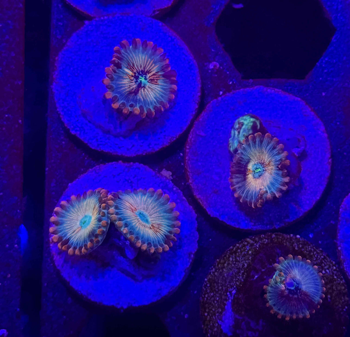 CB White Zombie Zoanthids – Almost WYSIWYG
